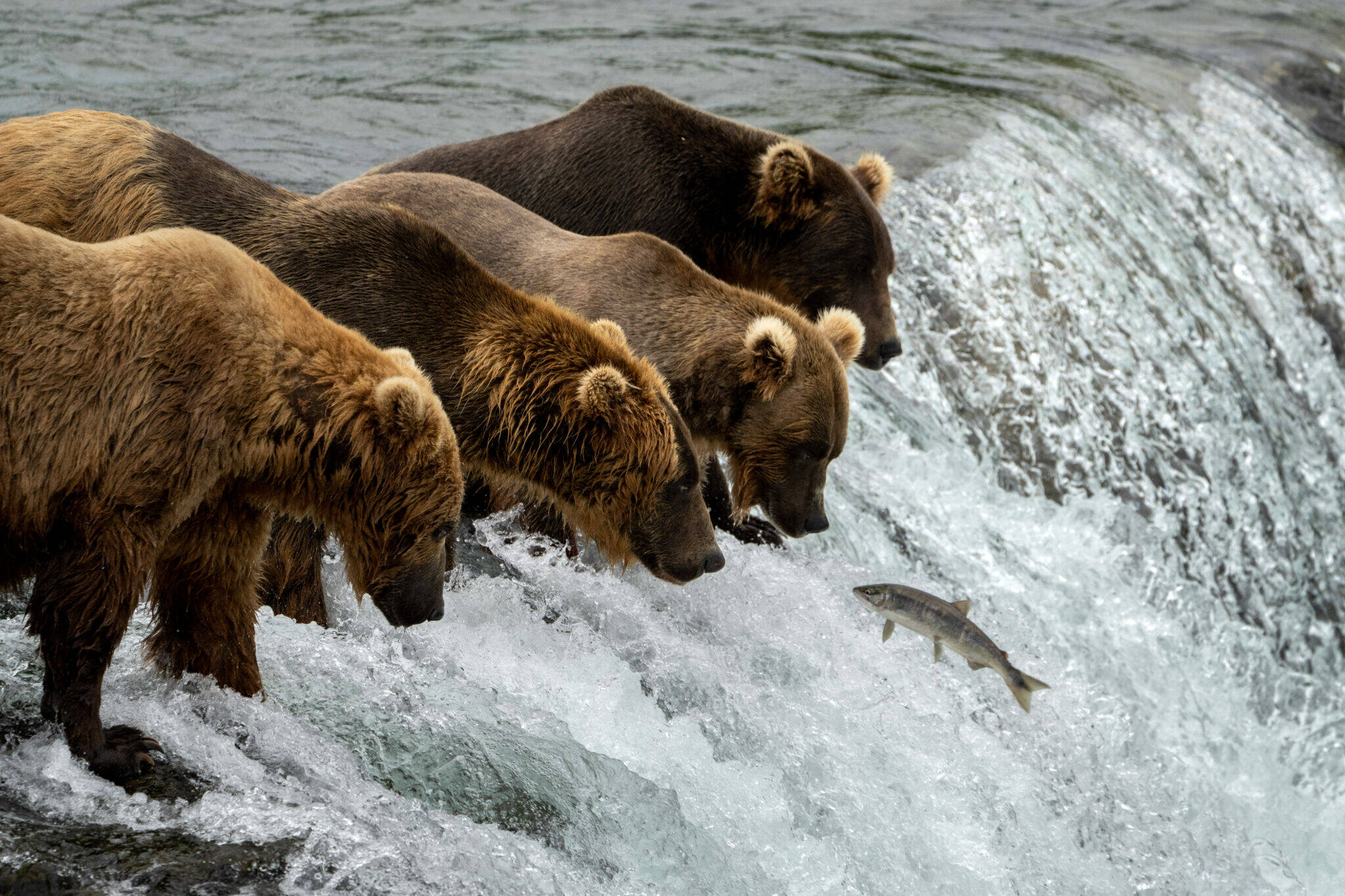 Four brown bears line up at the top of the falls on the Brooks River on Sept. 6, 2021, to fish for salmon. Brooks Falls draws bears from around the region, as well as Katmai National Park and Preserve tourists who travel there to view the bear crowds. One of the two lawsuits challenging the state’s predator-control program in the Mulchatna caribou area cites signs that some of the bears normally seen at Brooks Falls may have been among the 99 bears killed in the spring campaign carried out by the Alaska Department of Fish and Game. (Photo by L. Law/National Park Service)