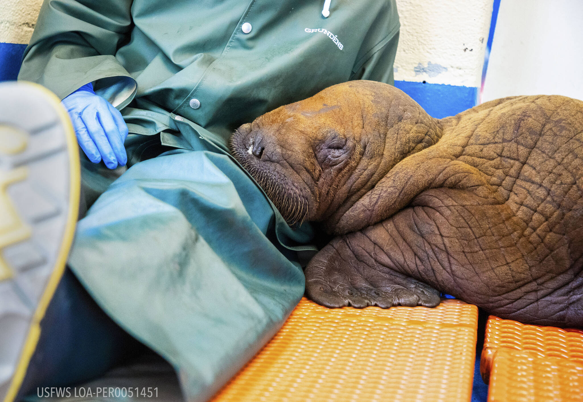 In this photo provided by the Alaska SeaLife Center, a Pacific walrus pup rests his head on the lap of a staff member after being admitted to the center’s Wildlife Response Program in Seward on Aug. 1. A walrus calf found by oil field workers in Alaska about 4 miles (6.4 kilometers) inland is under 24-hour care as the Alaska SeaLife Center nurses it back to health. The male Pacific walrus was transported across the state Tuesday from the North Slope to Seward in south-central Alaska, where the Alaska SeaLife Center is based. (Kaiti Grant/Alaska SeaLife Center via AP)
