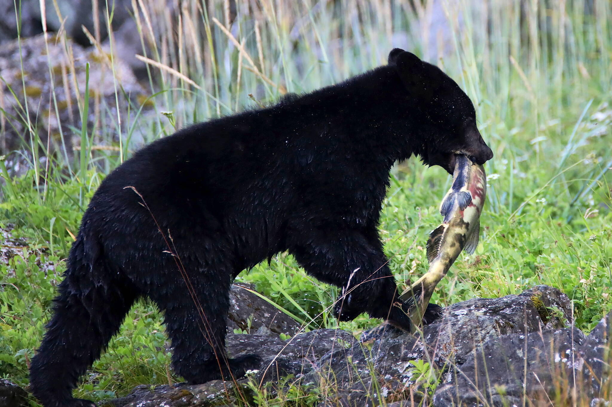 A black bear yearling carries a chum salmon up the bank, but discards it later. (Photo by Stacey Thomas)