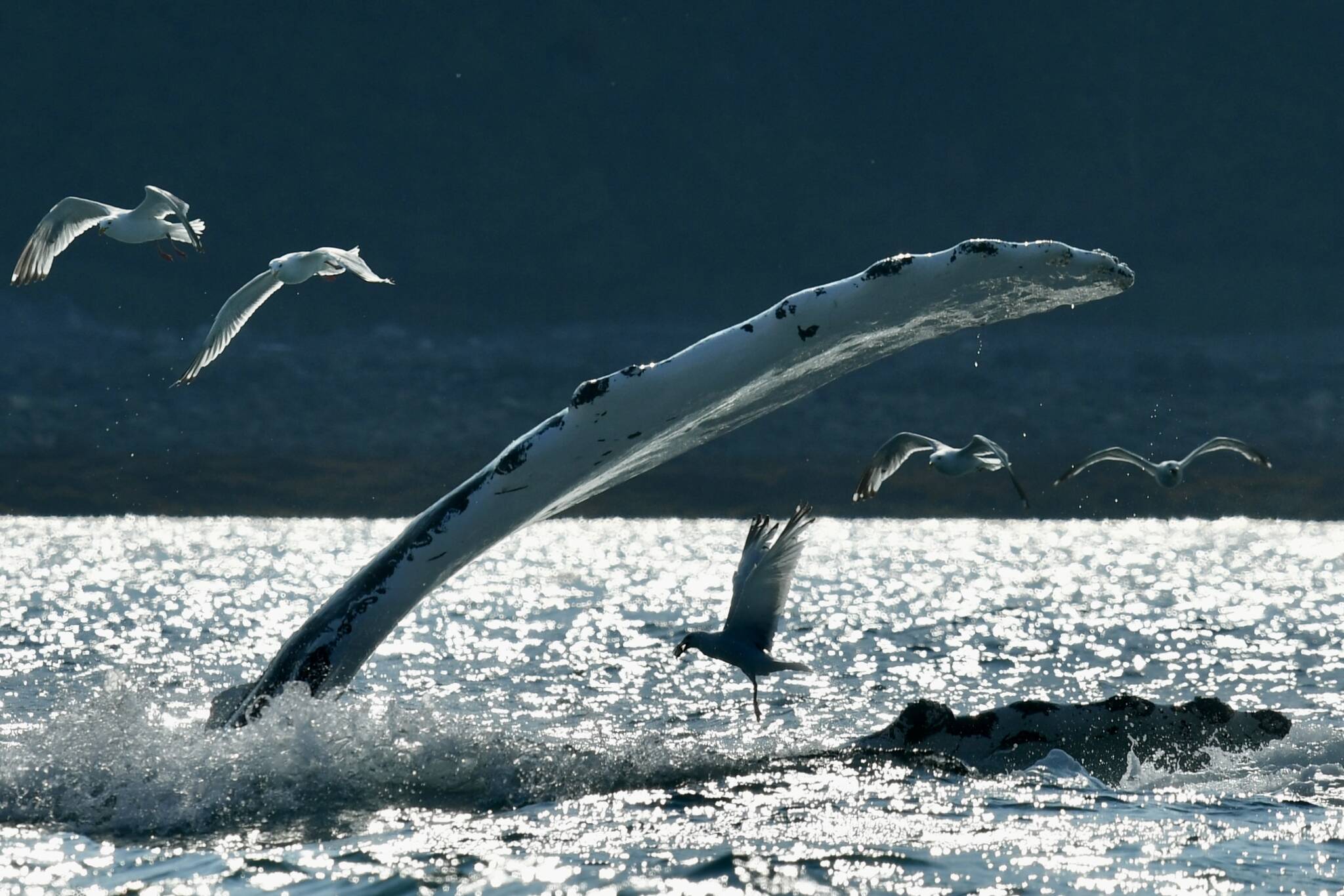 Seabirds hover above a humpback whale near Juneau on July 31. (Photo by Christopher Grau)