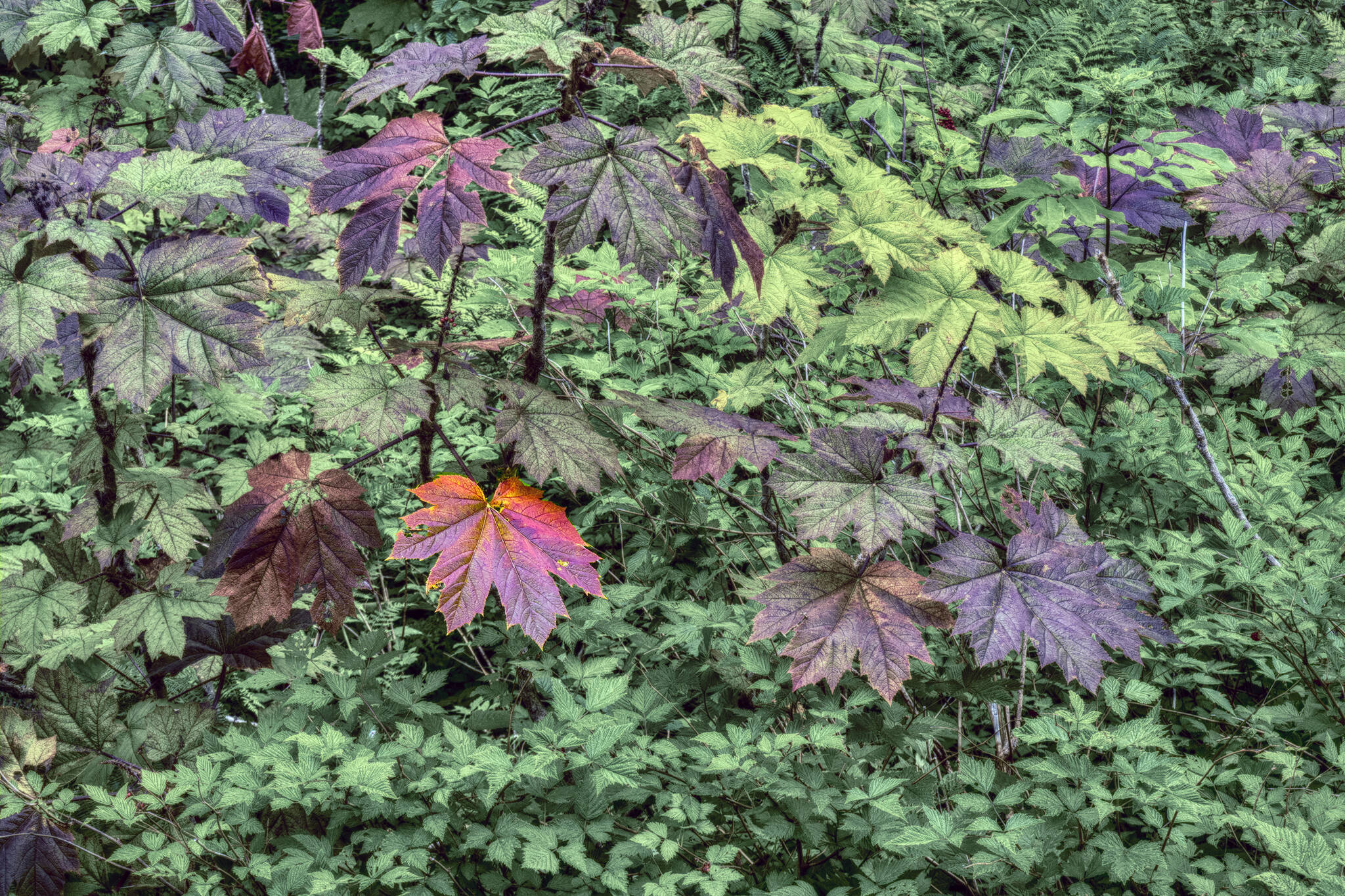 Devil’s club and other foliage in full color on July 31. (Courtesy photo / Kenneth Gill, gillfoto)