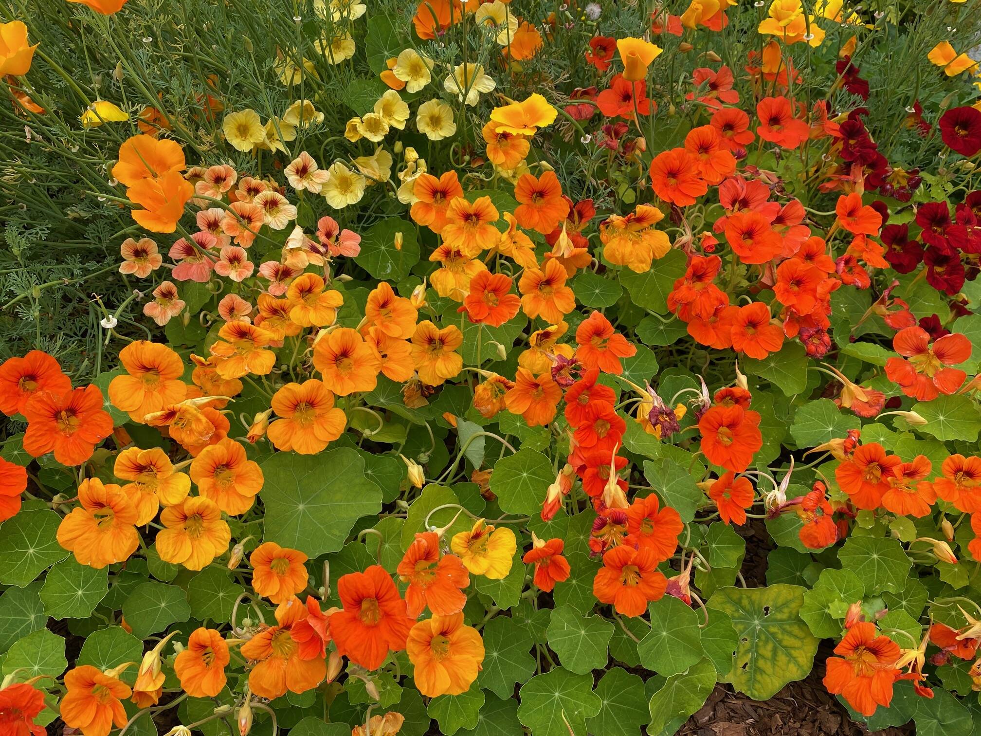 Eye-catching nasturtiums in the Star Hill area on Aug. 3. (Photo by Denise Carroll)