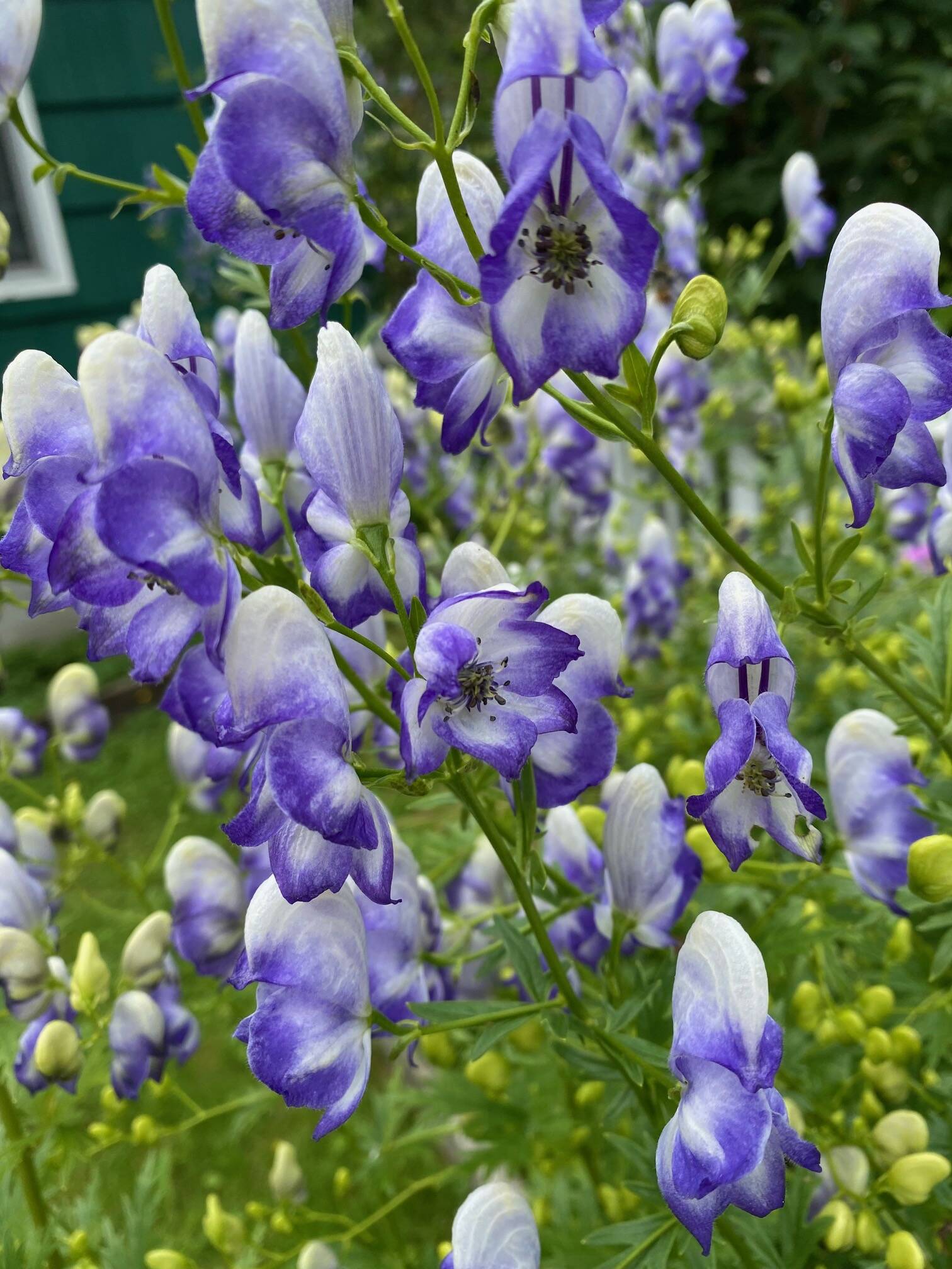 Purple-blue monkshood thrive in one of many gardens in the downtown flats on Aug. 3. (Photo by Denise Carroll)
