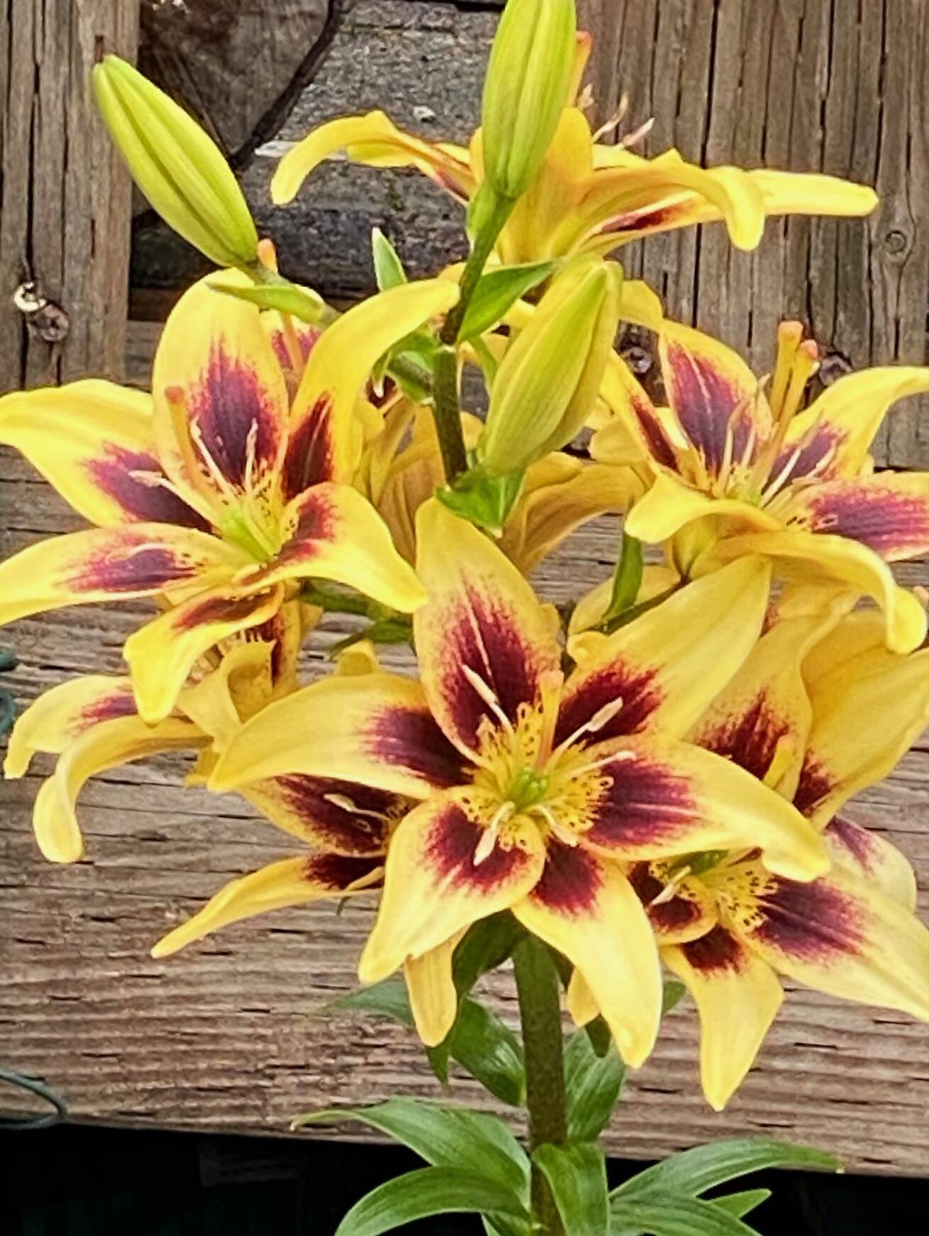 Vibrant lilies bloom in a garden in the downtown flats Aug. 3. (Photo by Denise Carroll)