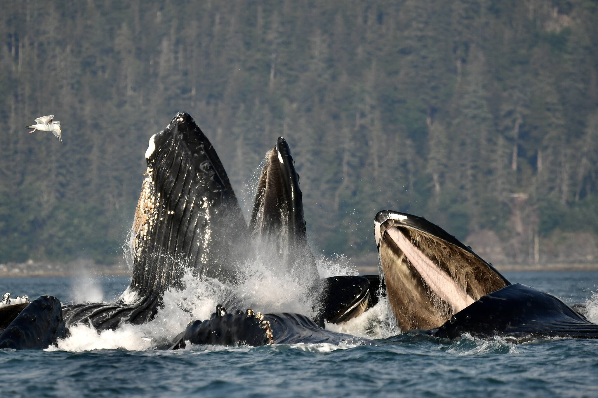 Humpback whales engage in “bubble net” feeding near Juneau on July 31. (Photo by Christopher Grau)