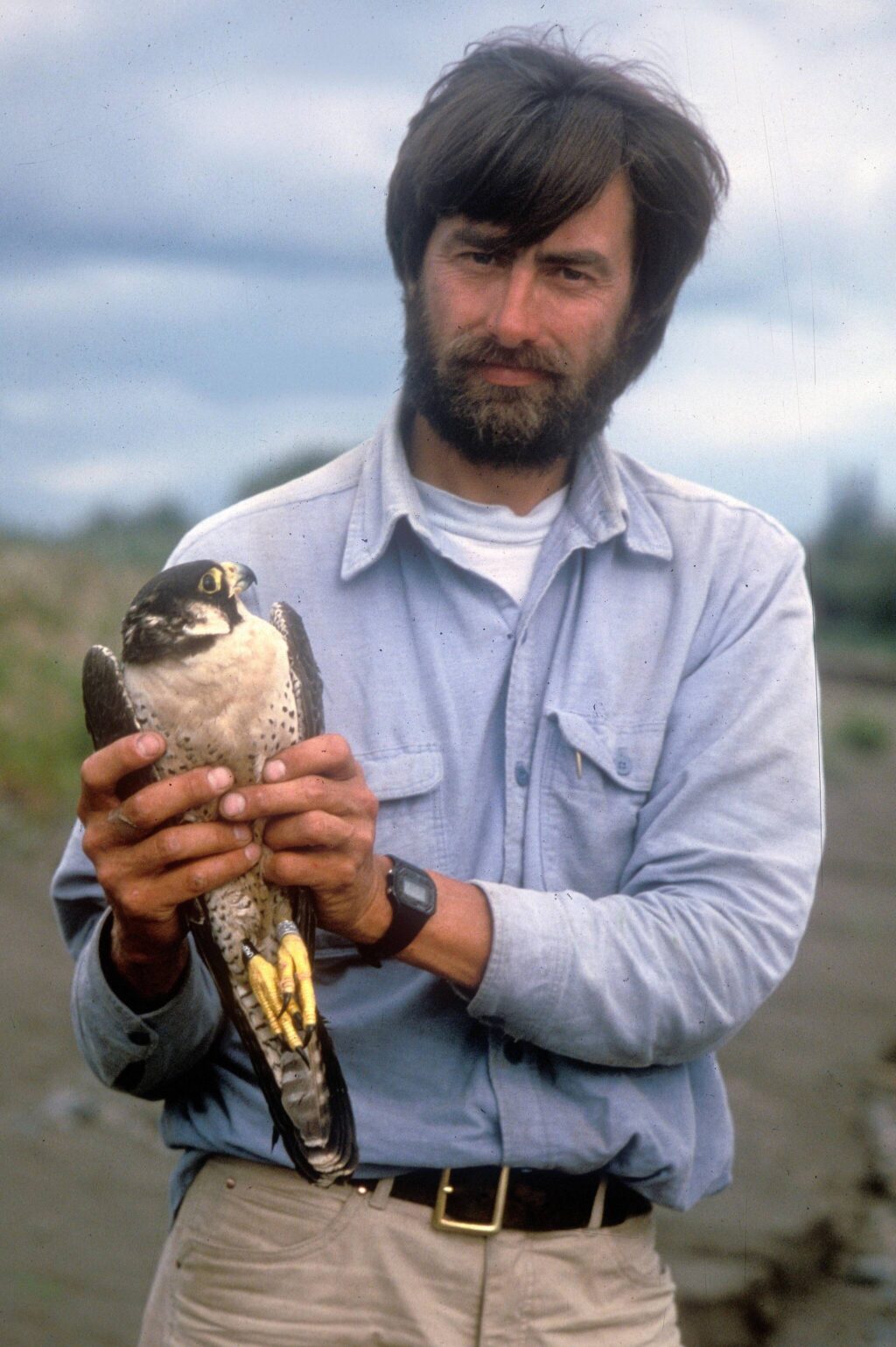 Alaska Science Forum: Population of Yukon River peregrines nosedives ...