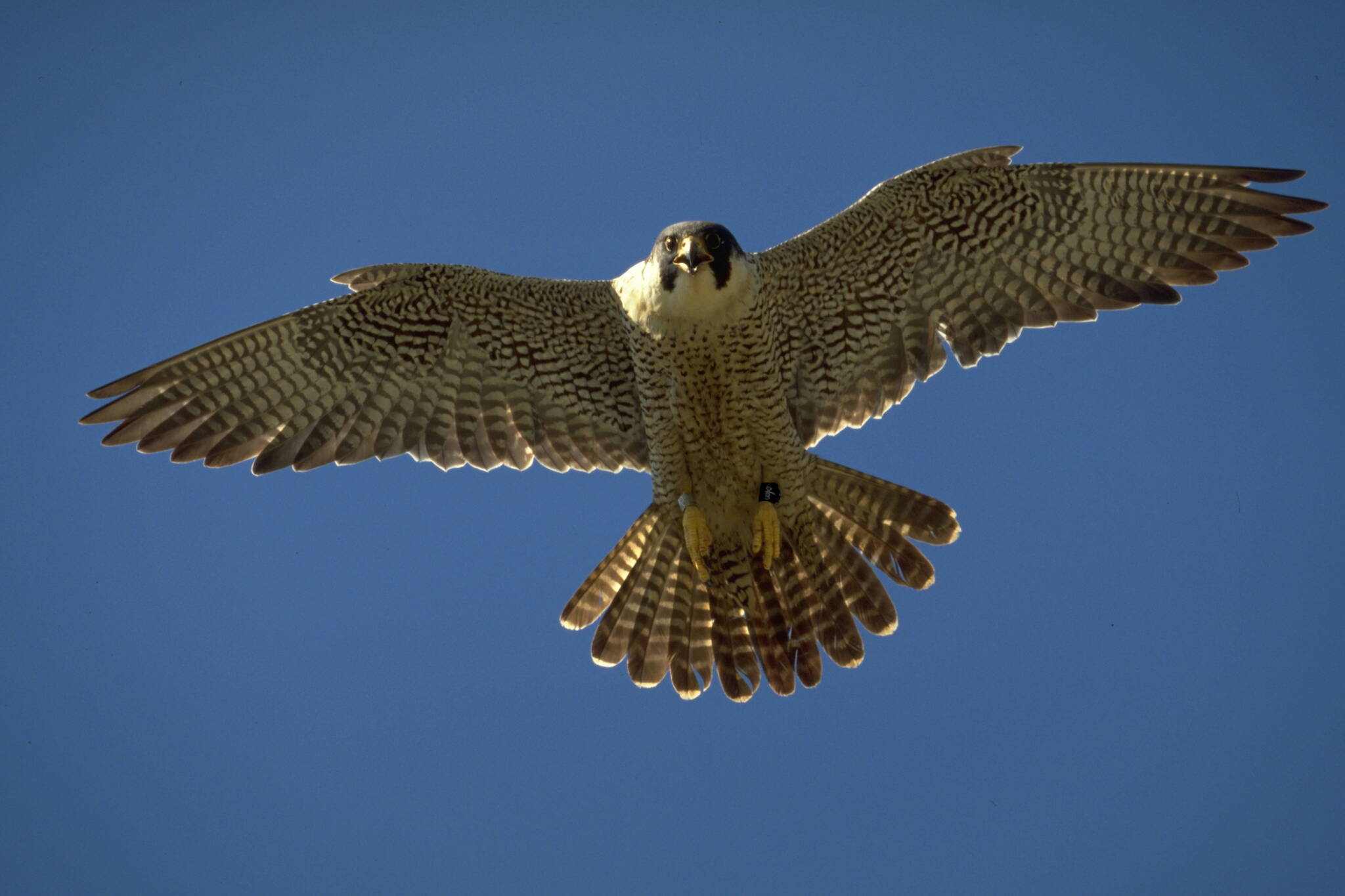 An adult peregrine falcon in flight over Alaska. (Photo by Ted Swem)