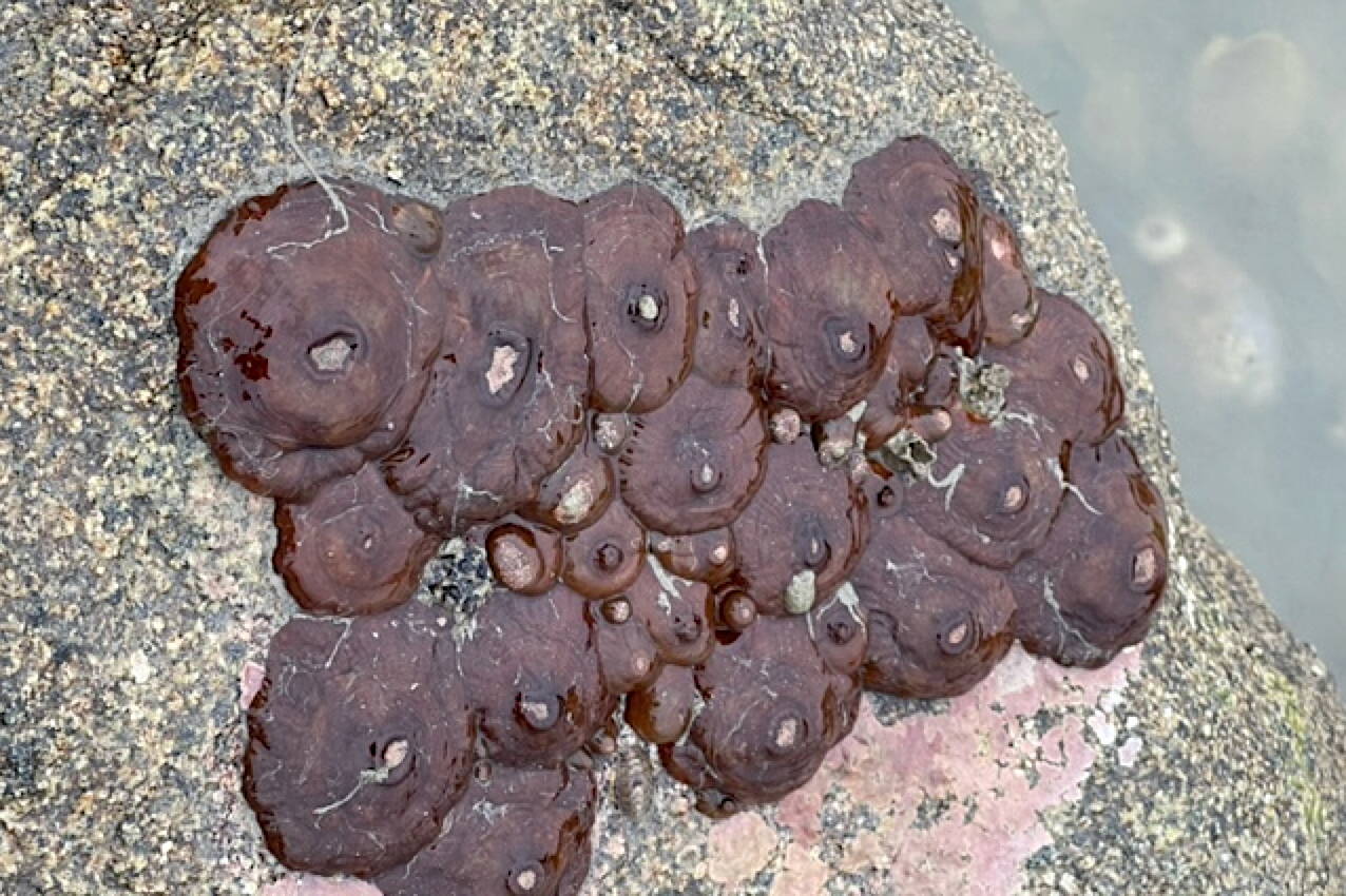 Photo by Pam Bergeson
Exposed by a low tide, a clone of plumose anemones shows varied sizes and no extended tentacles.