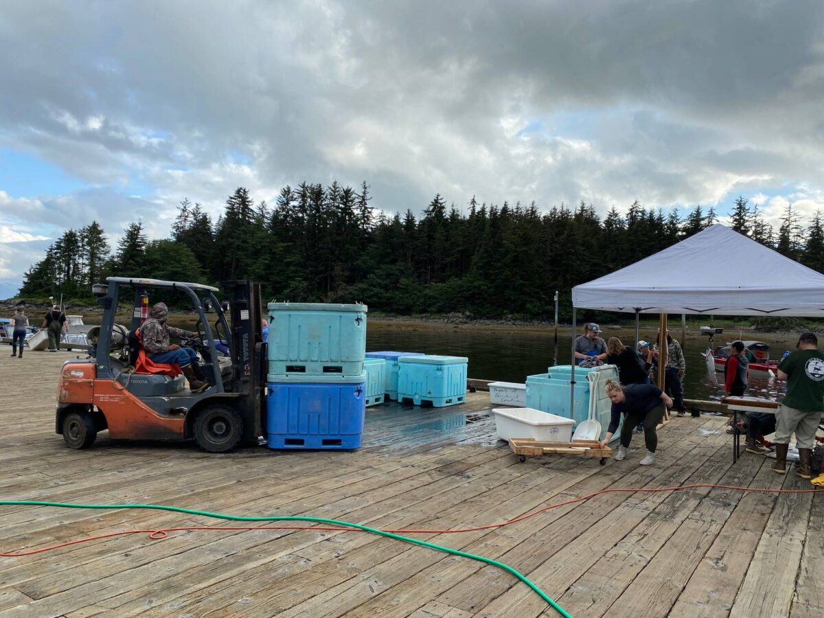 Salmon Derby feels the weather, but keeps on fishing Juneau Empire