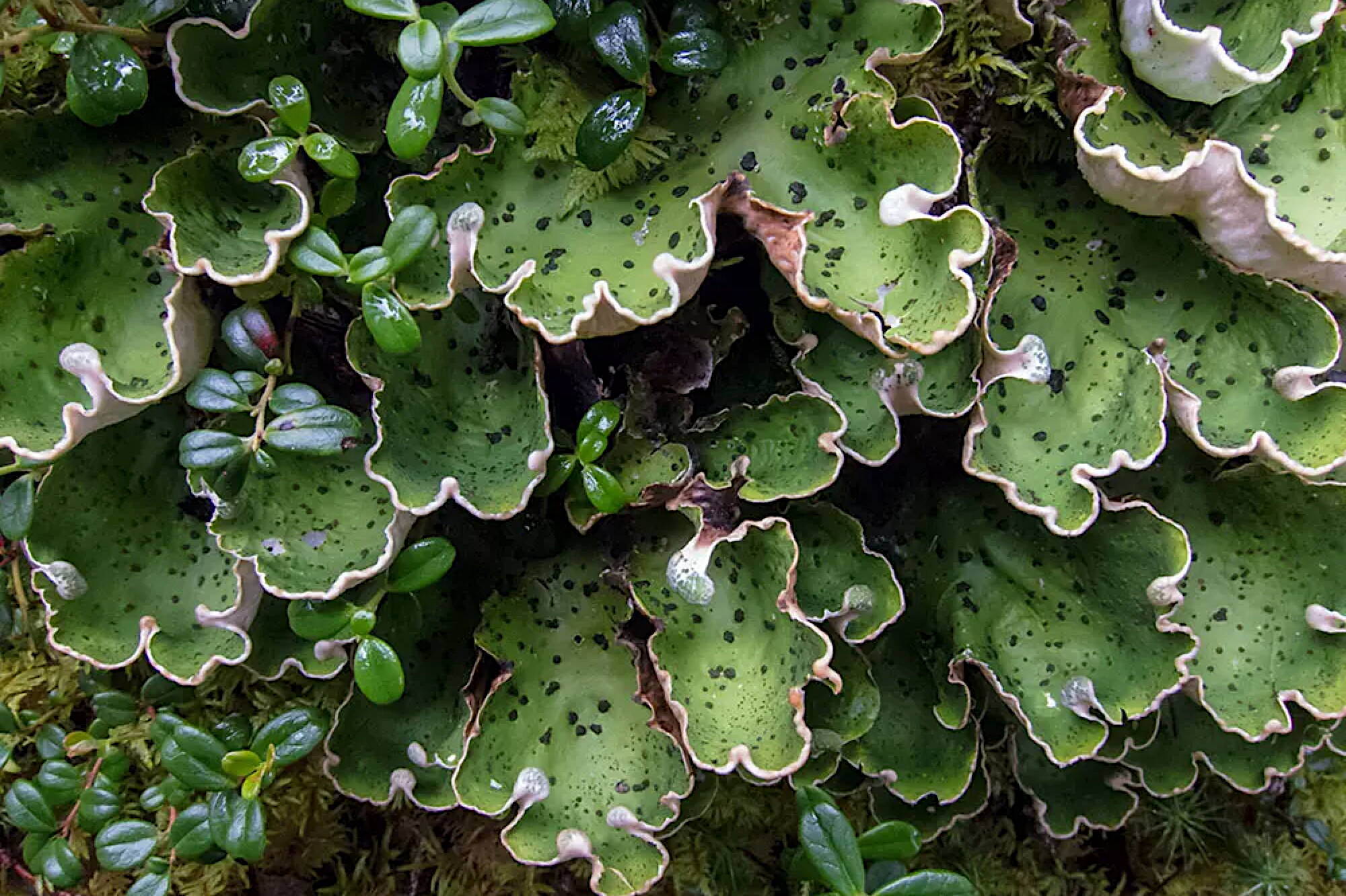 The common freckle pelt lichen (Peltigera aphthosa) is often found over mossy ground, rocks, or under trees. (James Walton / National Park Service)