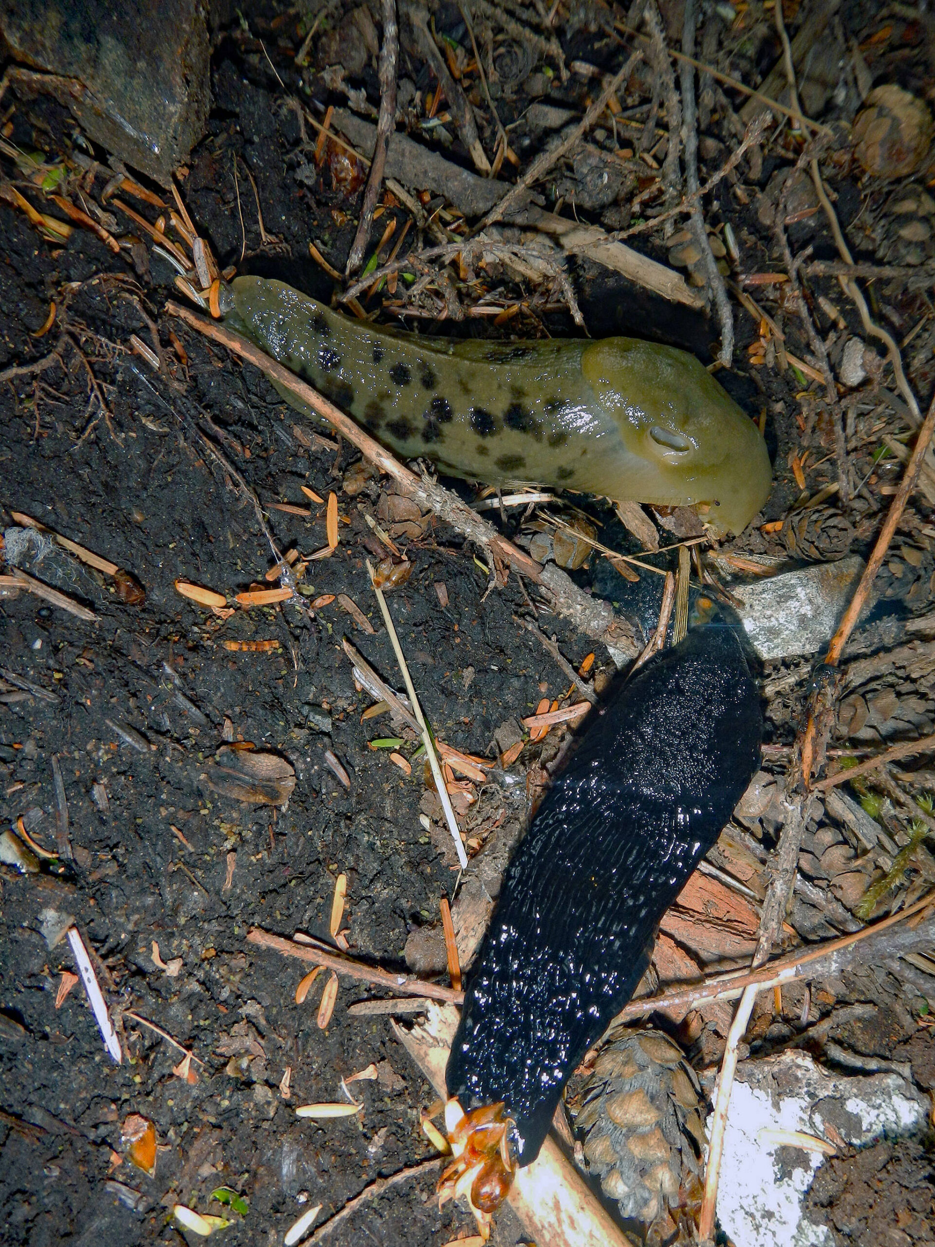 A giant black slug in the process of challenging a Pacific banana slug to a fight. The banana slugs are common in Southeast Alaska and native in the Pacific Northwest, and can grow to up to nine inches long. (Photo by Dimitra Lavrakas)