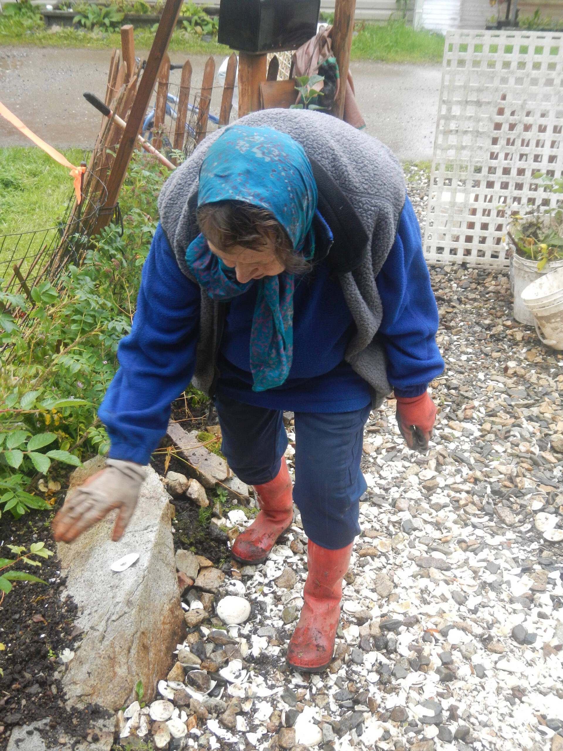 Tenakee resident Joni Gates fights slugs in her garden using broken-up clam shells that the slugs are unable to motor through. (Photo by Dimitra Lavrakas)