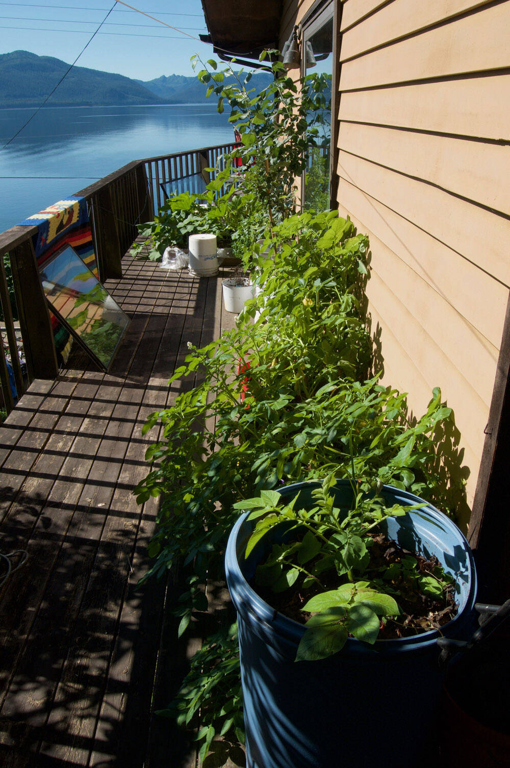 In an attempt to rise above slug attacks, the author grows her garden in containers on the deck overlooking Tenakee Inlet. (Photo by Dimitra Lavrakas)
