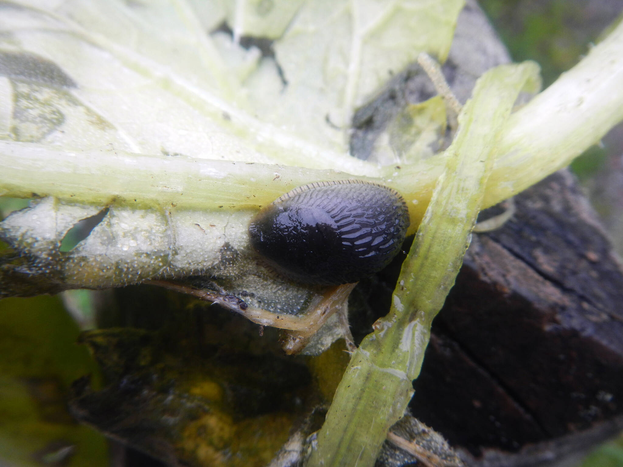 A young black slug begins its life cycle in Tenakee Springs in September of 2022. (Photo by Dimitra Lavrakas)