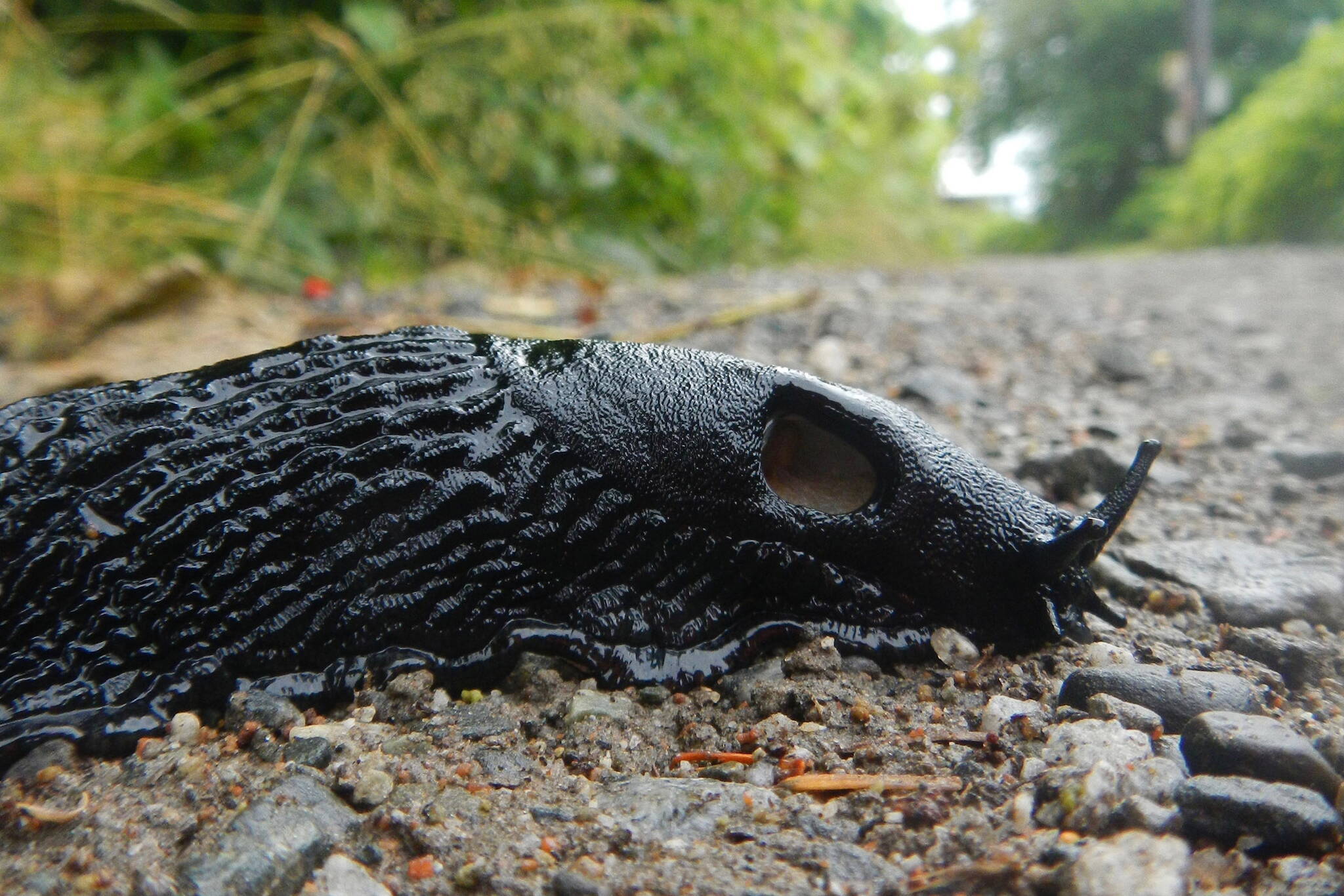A giant black slug makes its way onto “The Trail,” as the one road in Tenakee Springs is called. Visible is the breathing hole on the side of its body. (Photo by Dimitra Lavrakas)