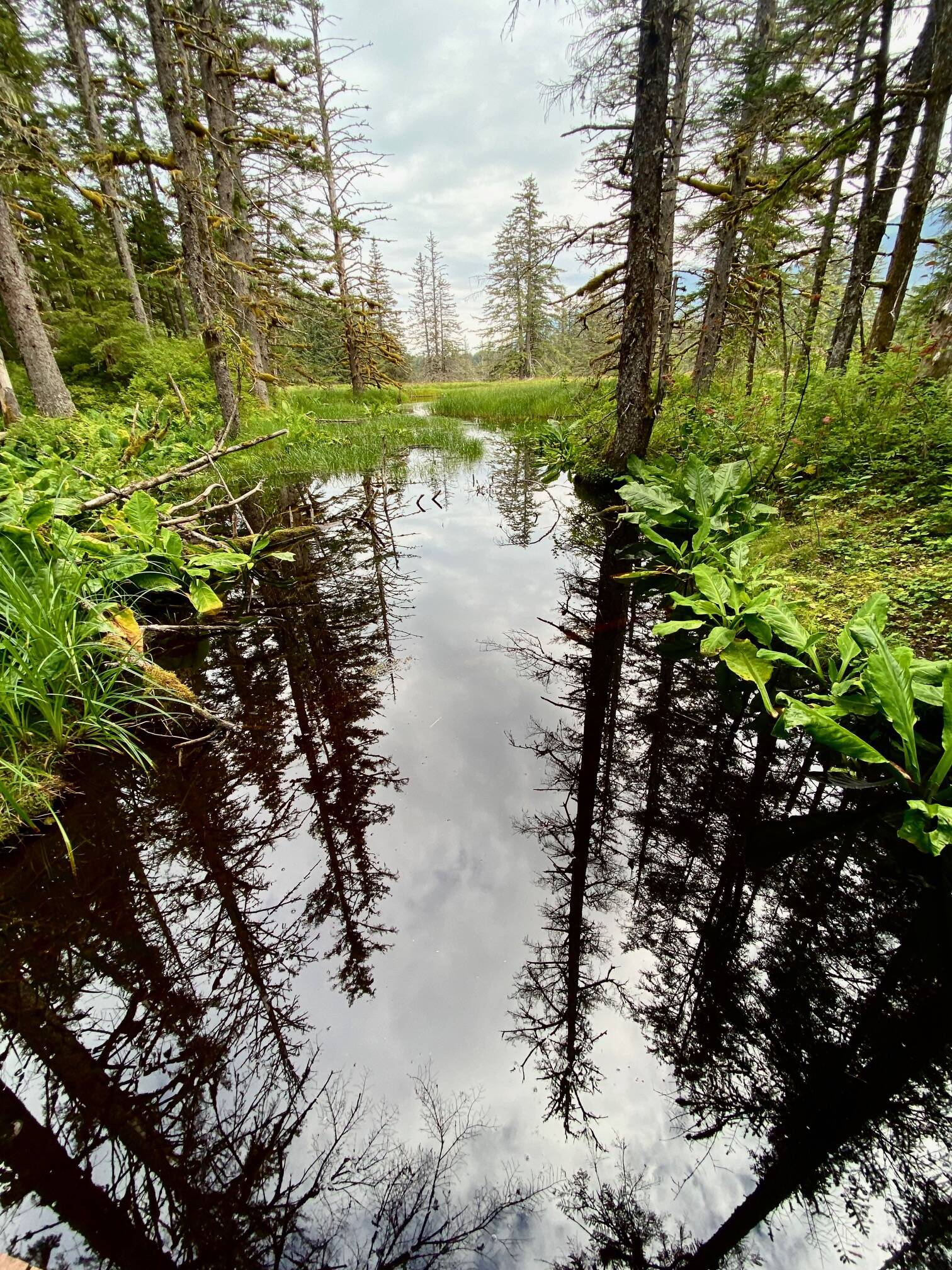 Evergreen and cloud reflections along the Point Bridget Trail on Aug. 5. (Photo by Denise Carroll)