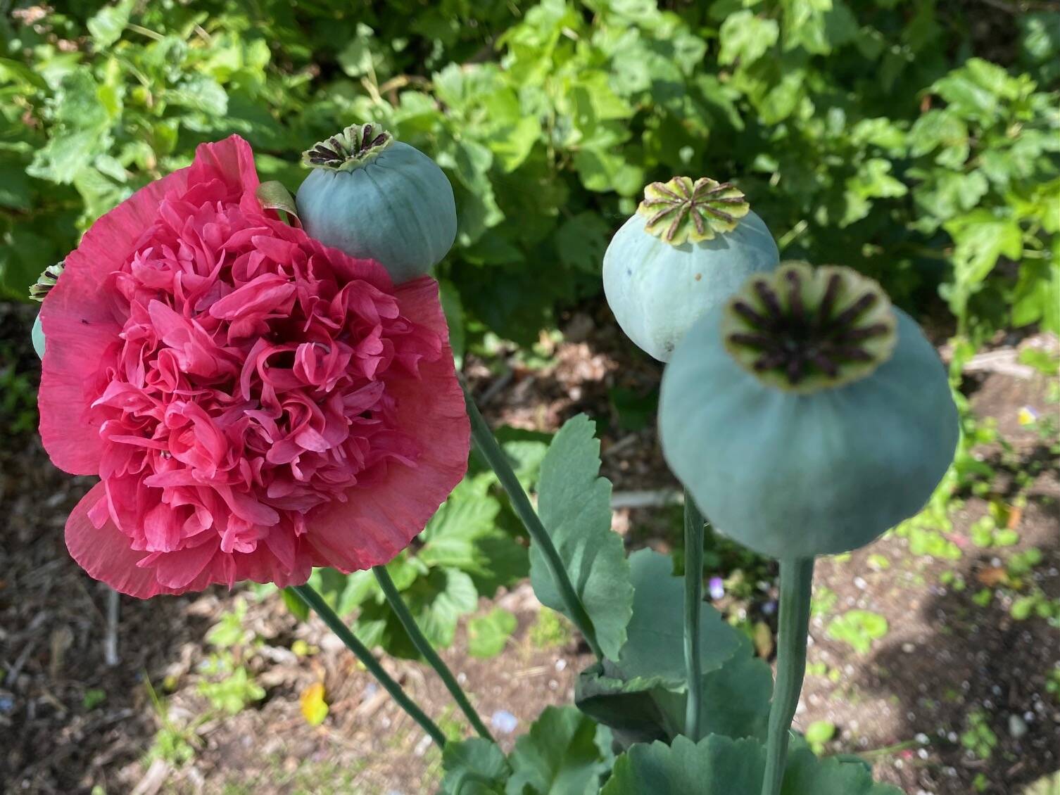 A poppy in full bloom next to seed pods at the Arboretum. 8-5-23. (Photo by Denise Carroll)