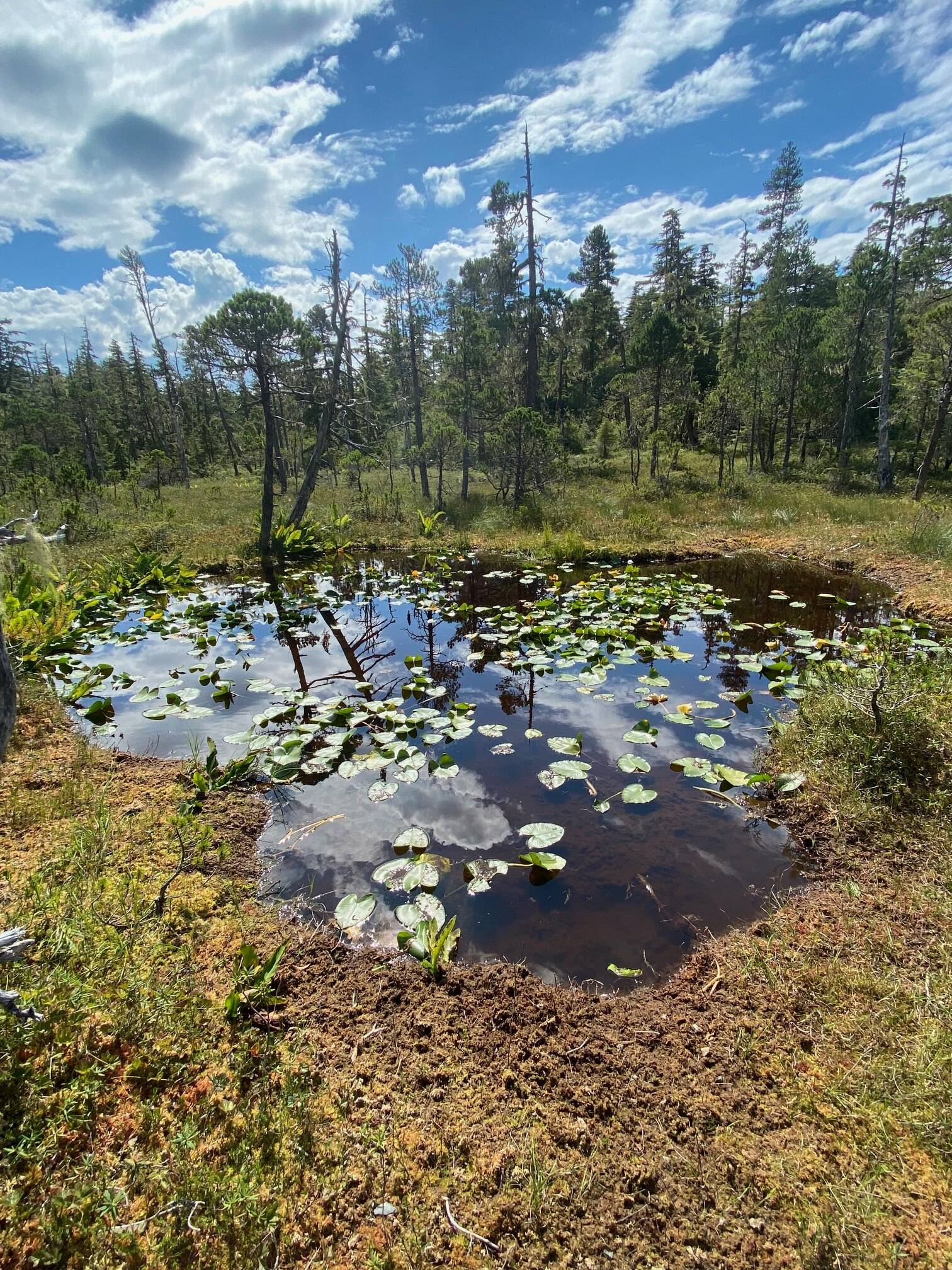 Cumulus clouds are reflected in a small lily pond on the Horse Tram trail on 8-6-23. (Photo by Denise Carroll)