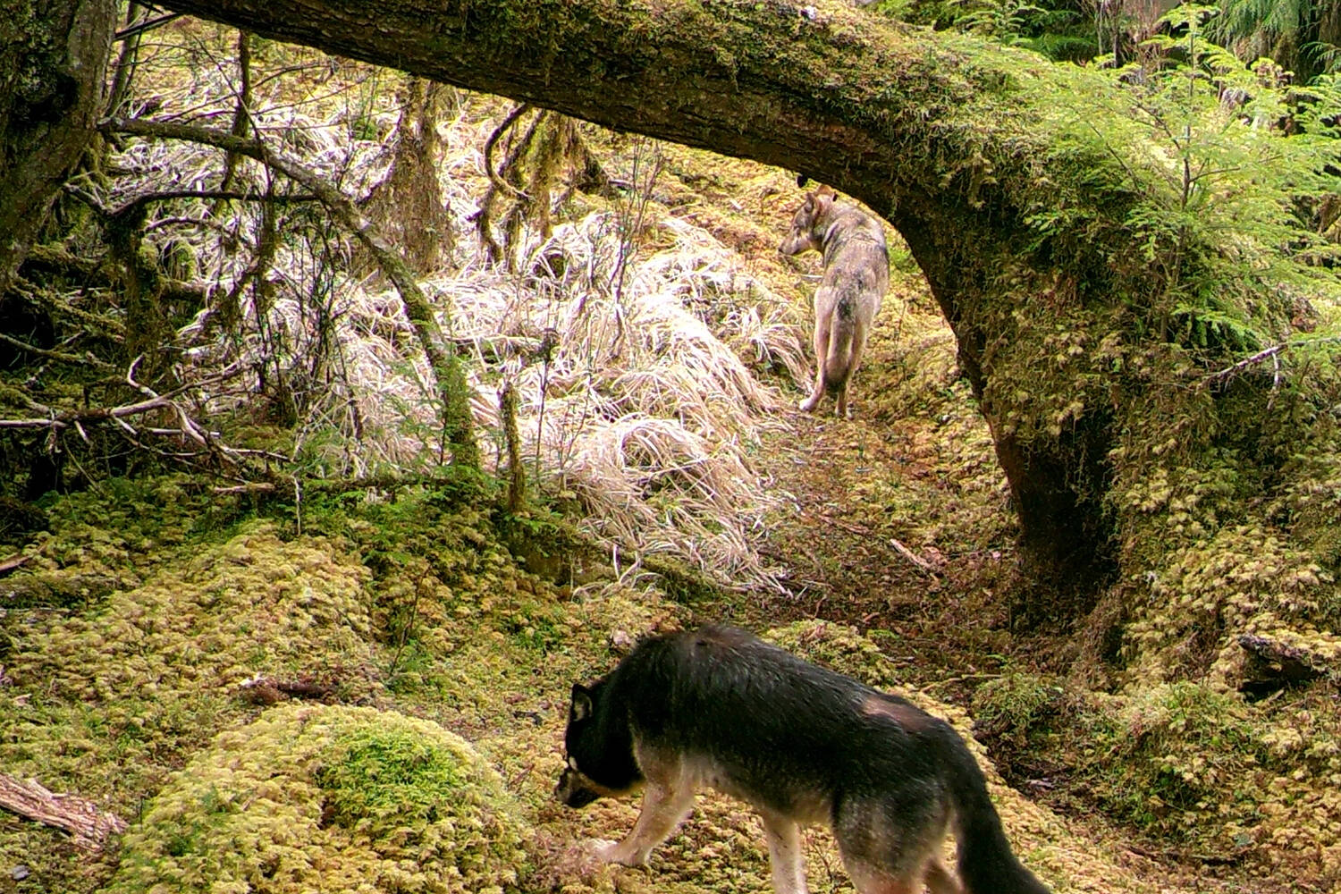 Two Alexander Archipelago wolves are seen March 21, 2020, in a trail camera image provided by the U.S. Fish and Wildlife Service. (U.S. Fish and Wildlife Service photo)