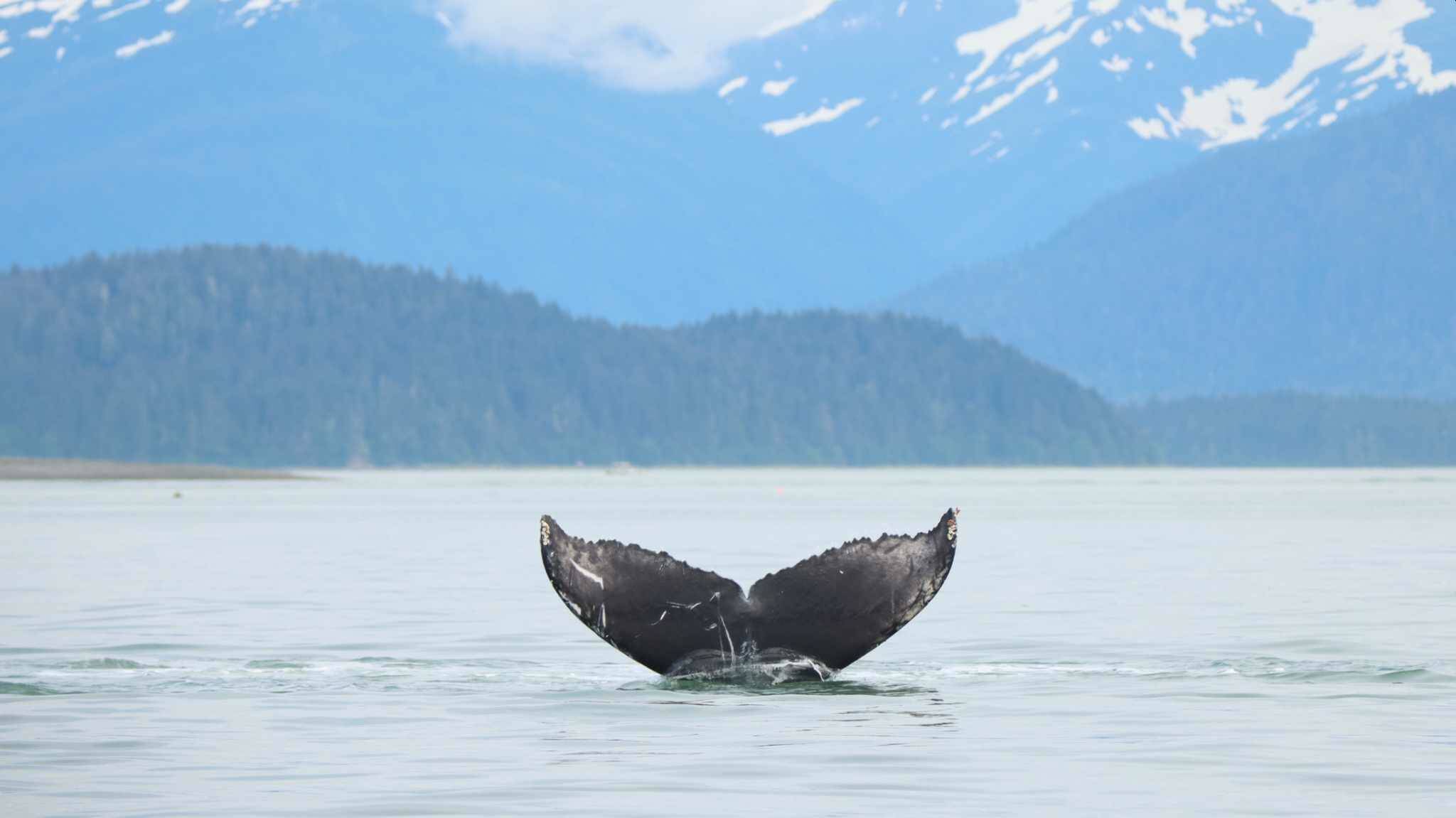 This is a photo of the fluke of “Tango,” a humpback whale calf that was found dead on an island near Juneau Friday evening. (Courtesy / Bri Pettie)