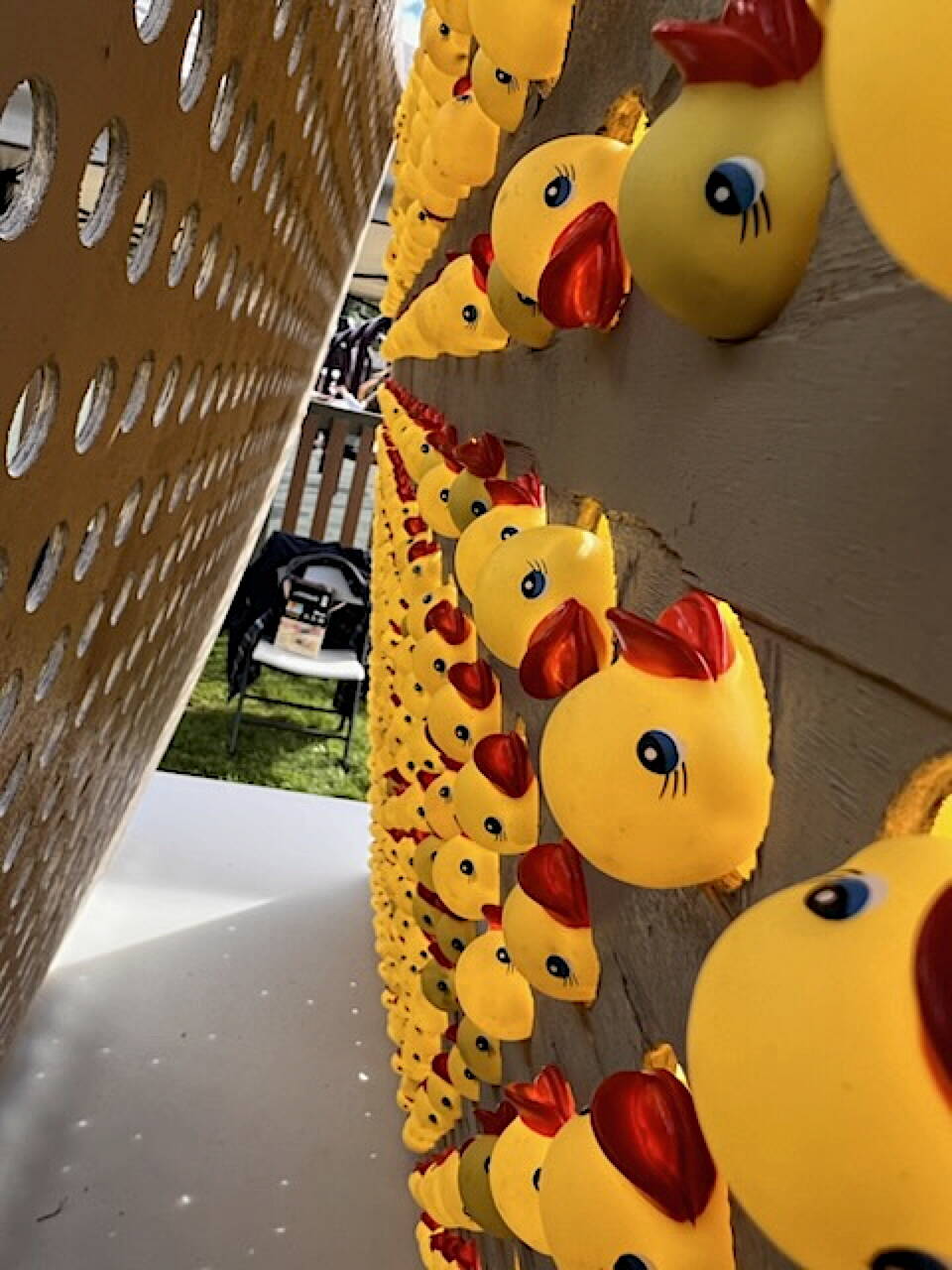 Rubber ducks await their fate during the Glacier Valley Rotary Duck Derby at Twin Lakes Park on Saturday. (Photo by Kelly Moore)