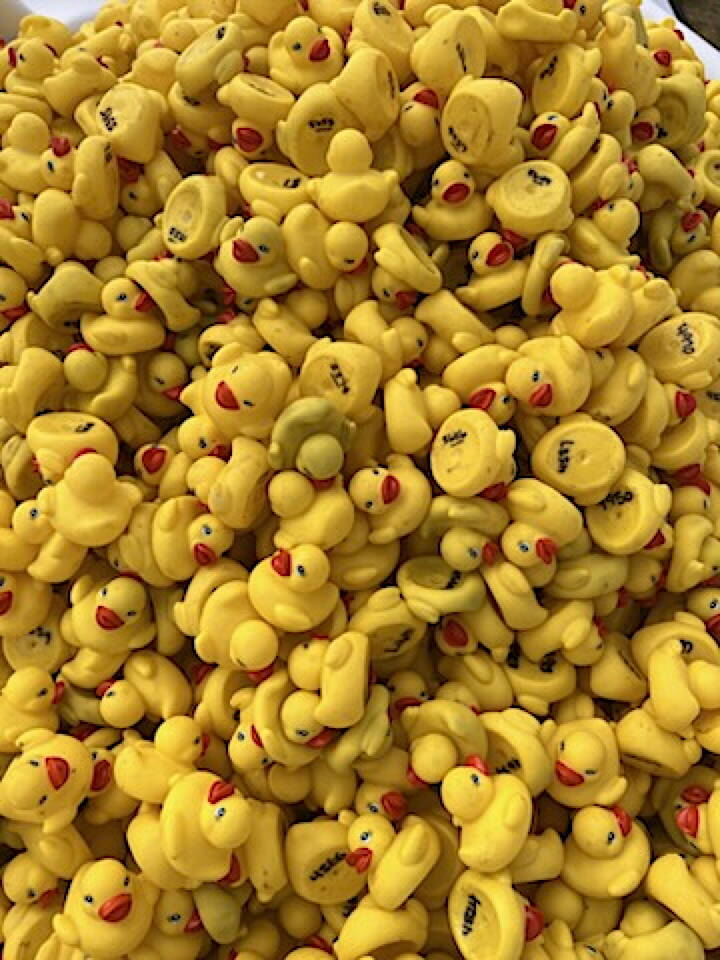 Numbered rubber ducks stacked on a net await to be dropped from a helicopter during the Glacier Valley Rotary Duck Derby on Saturday. (Photo by Kelly Moore)