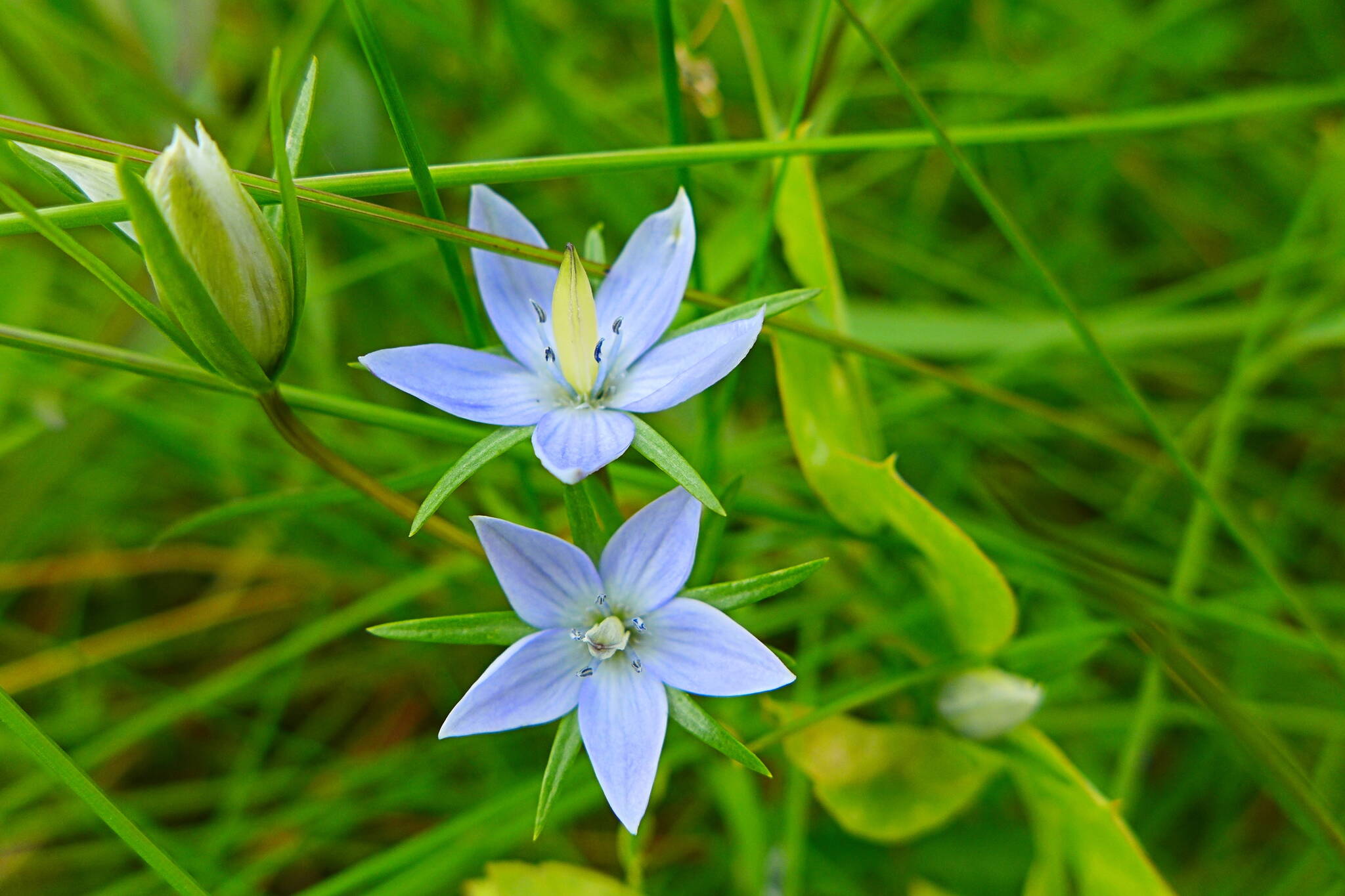 The little blue stars of felwort flowers appear late in the season. (Photo by David Bergstrom)