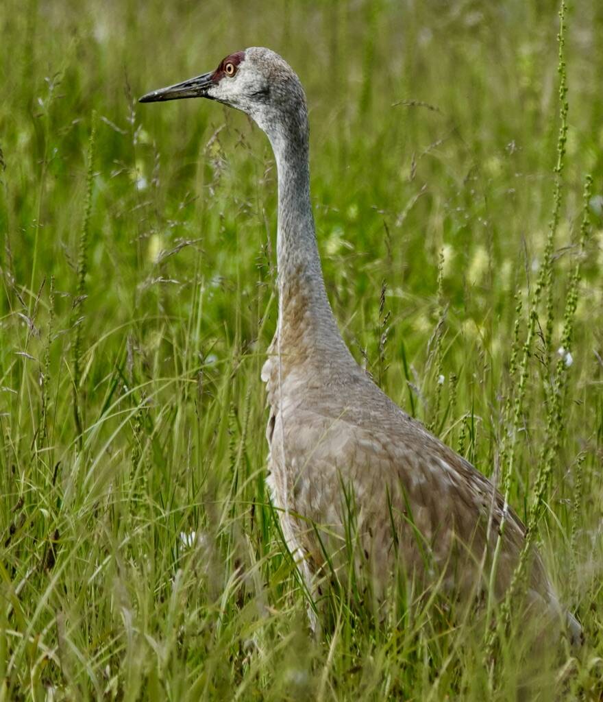A sandhill crane stands tall and watchful. (Photo by Helen Unruh)