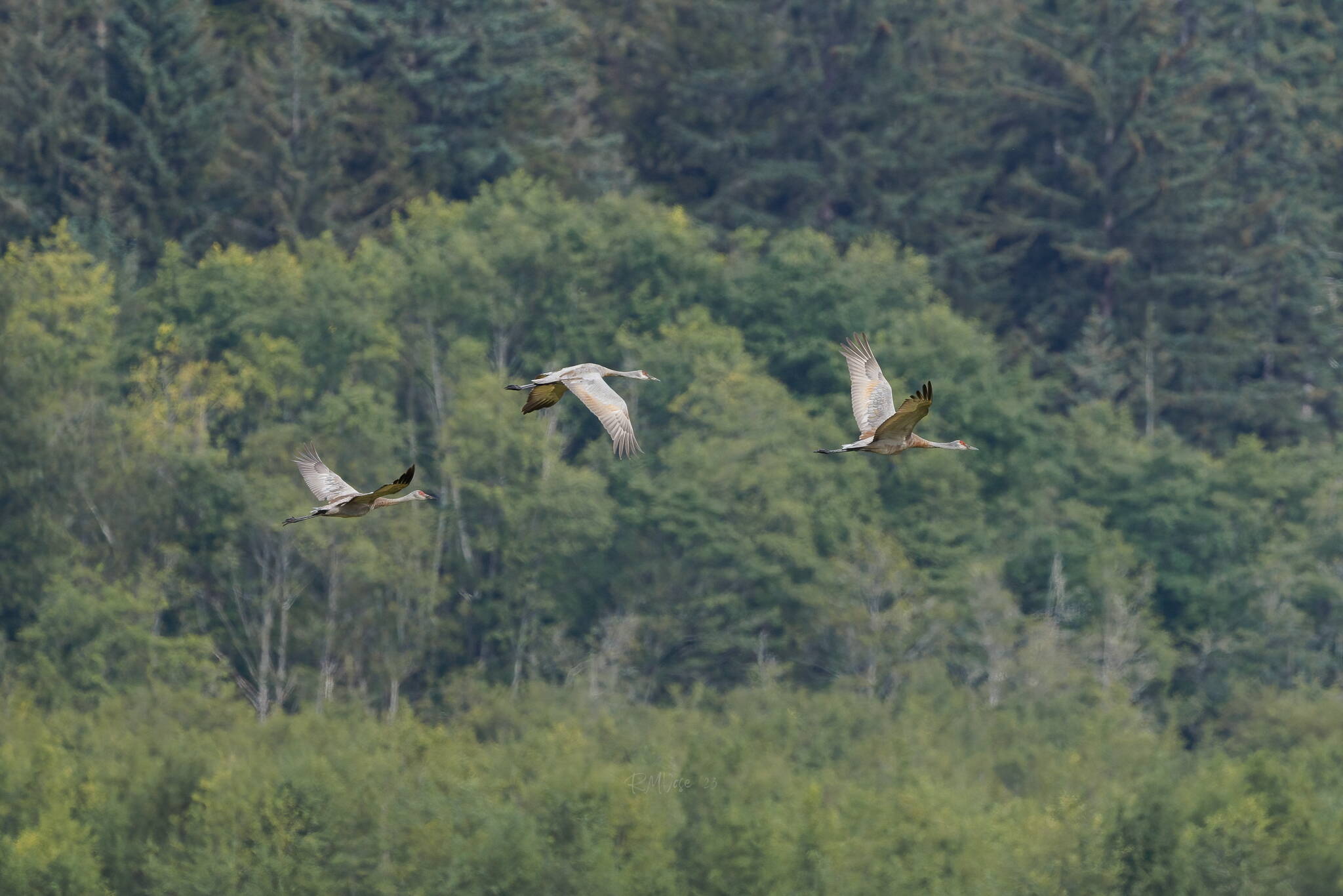 Sandhill cranes fly over the Mendenhall wetlands. (Photo by Gina Vose)