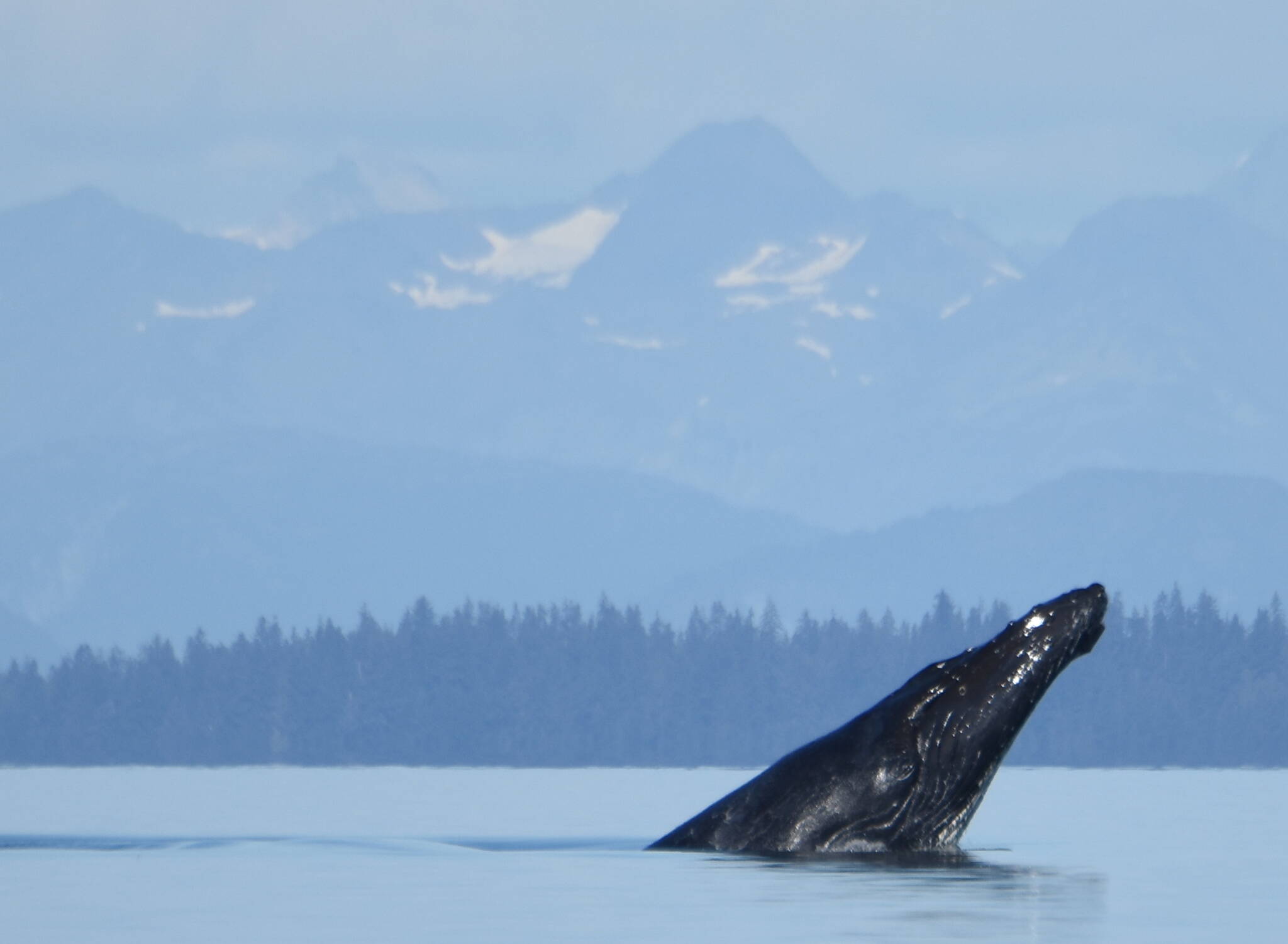 A female humpback whale Glacier Bay National Park and Preserve biologists know as #219 surfaces in the waters near the park. Humpback whales return year after year to the same areas to feed. Biologists have seen whale 219 feeding in Icy Strait every year from 1982-2014, and from 2017-2023. (NPS photo by Janet Neilson, taken under the authority of scientific research permit #21059 issued by the National Marine Fisheries Service)