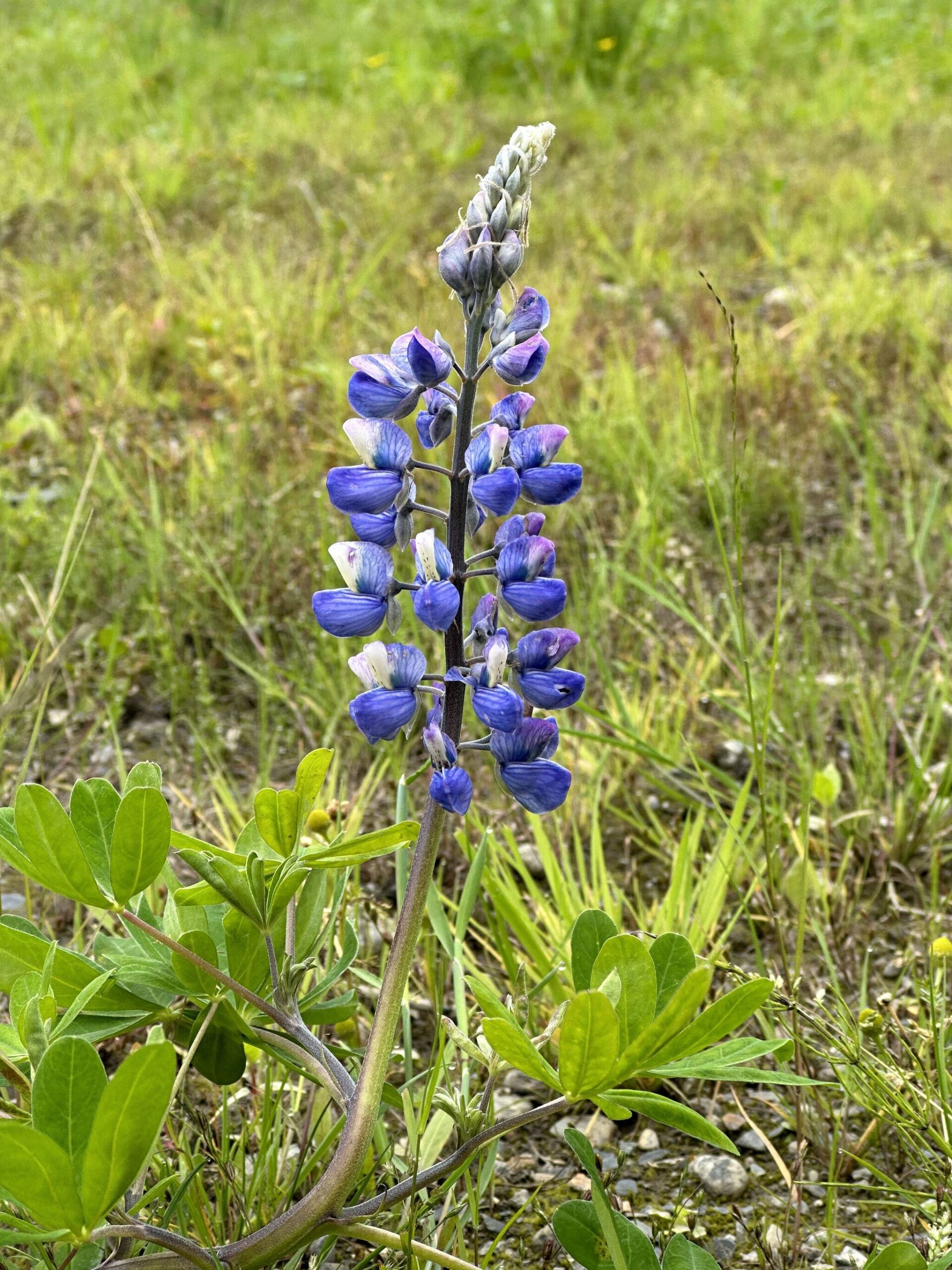 Late-blooming lupine along Cowee Creek Trail to Echo Cove on Aug. 19. (Photo by Deana Barajas)