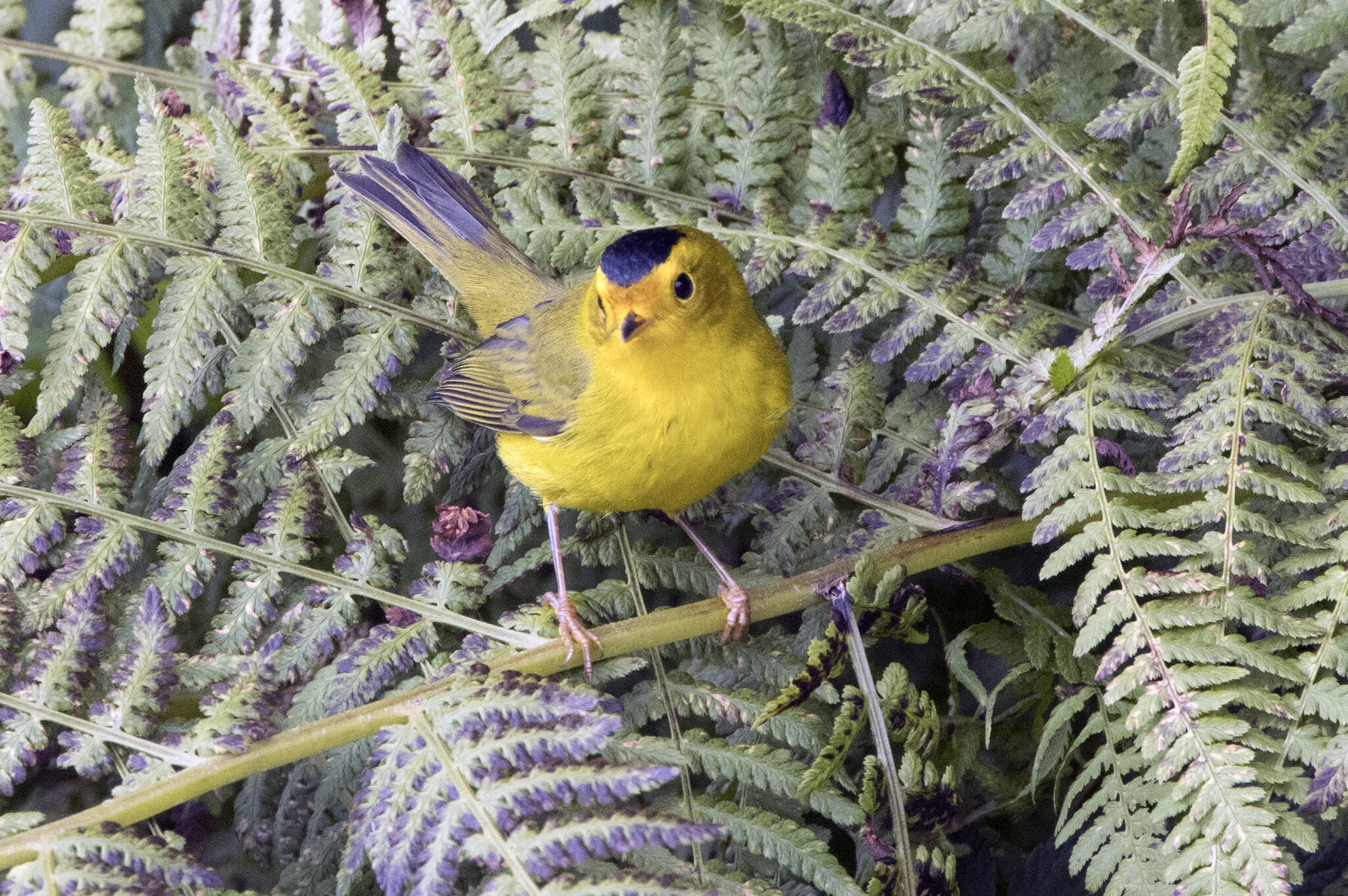 A Wilson warbler on a garden fern at about 16-Mile Glacier Highway on Aug. 17. (Courtesy Photo / Kenneth Gill, gillfoto)