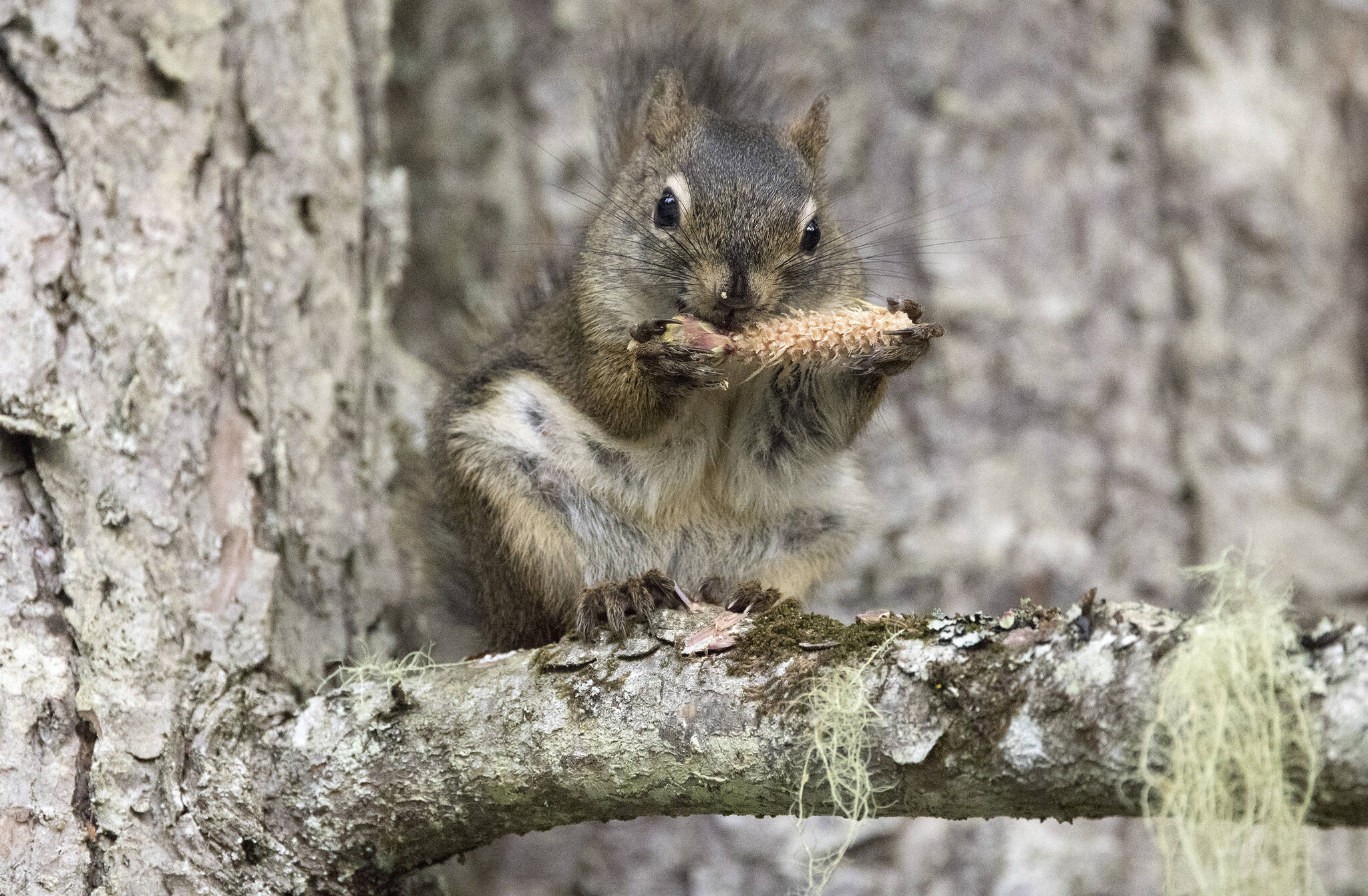 Pine cones on the menu for an American red squirrel spotted in Juneau on July 14. (Courtesy Photo / Kenneth Gill, gillfoto)