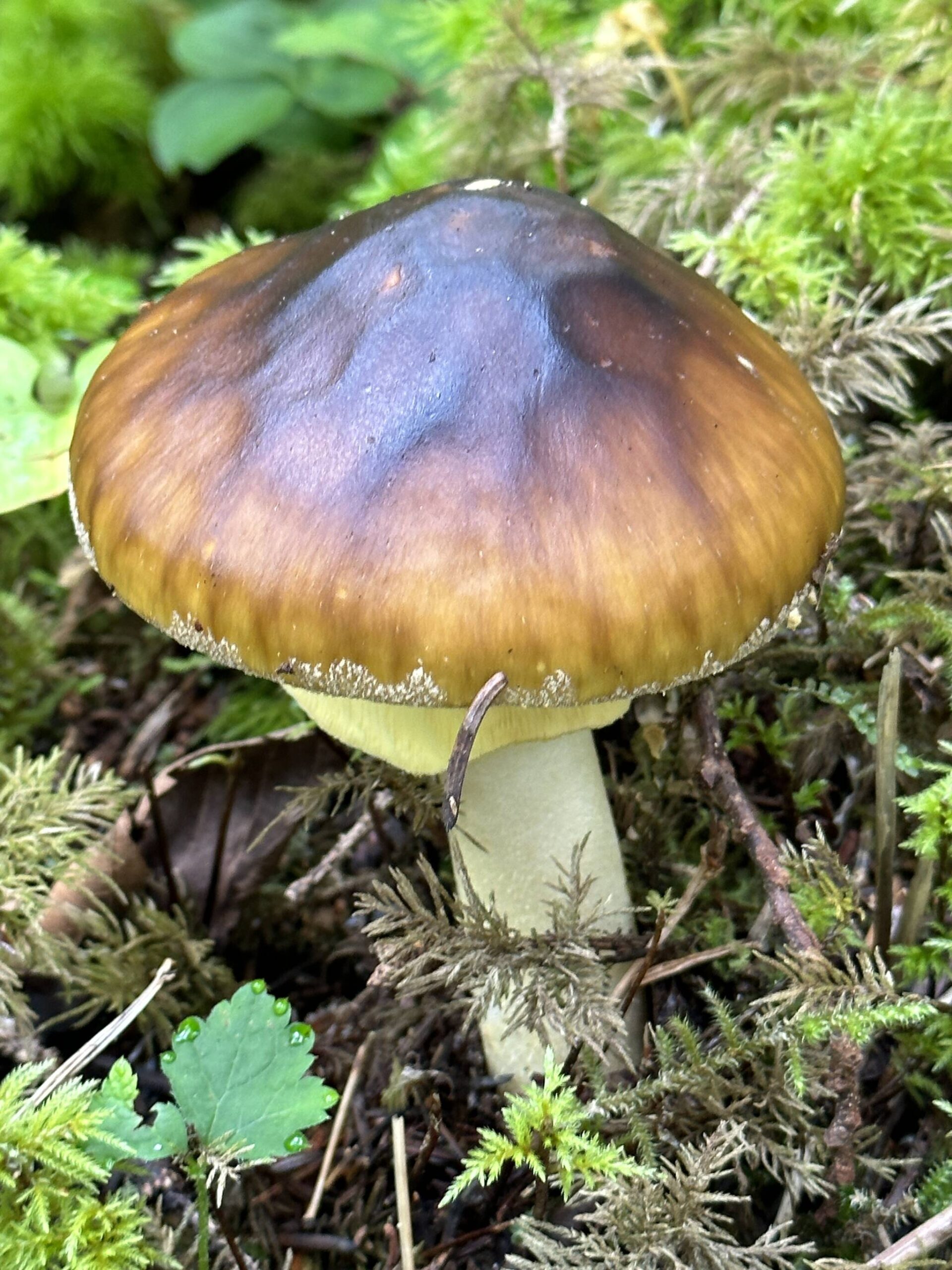 A mushroom along the Cowee Creek Trail to Echo Cove on Aug. 19. (Photo by Deana Barajas)