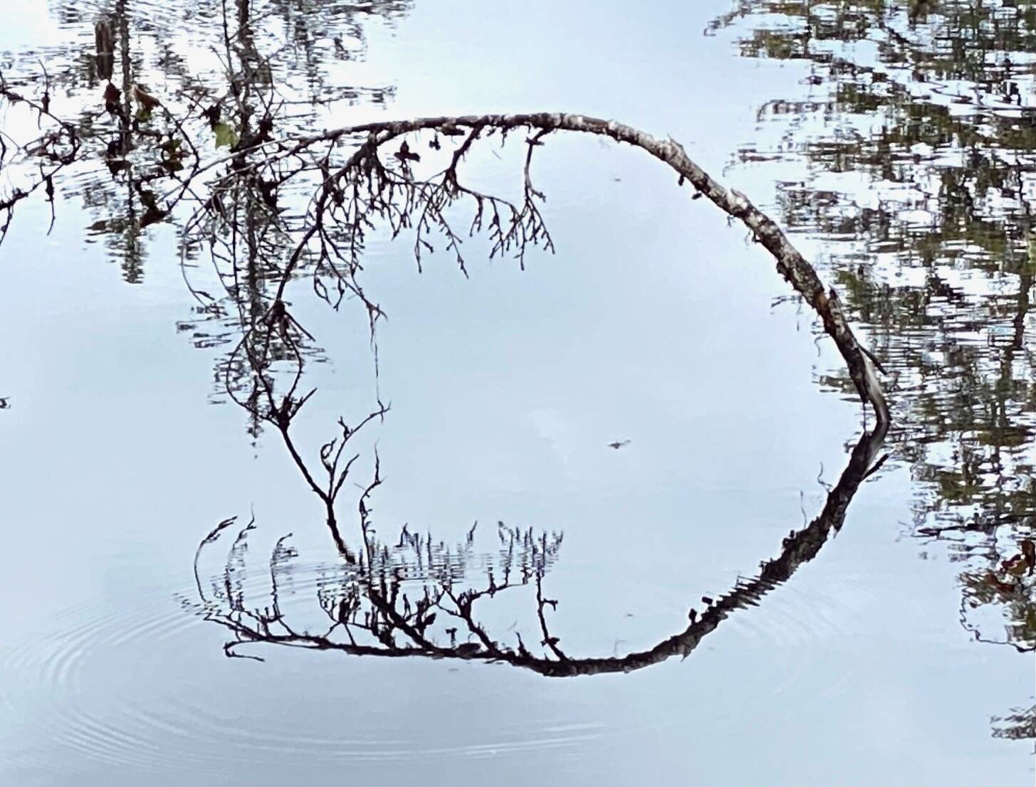 Branch reflection in a slough at Point Bridget State Park on Aug. 16. (Photo by Denise Carroll)