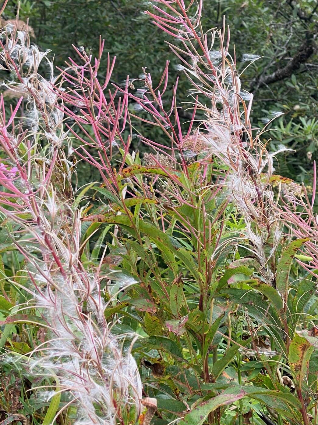 Fireweed fluff blowing in the wind in Cowee Meadow on Aug. 16. (Photo by Denise Carroll)