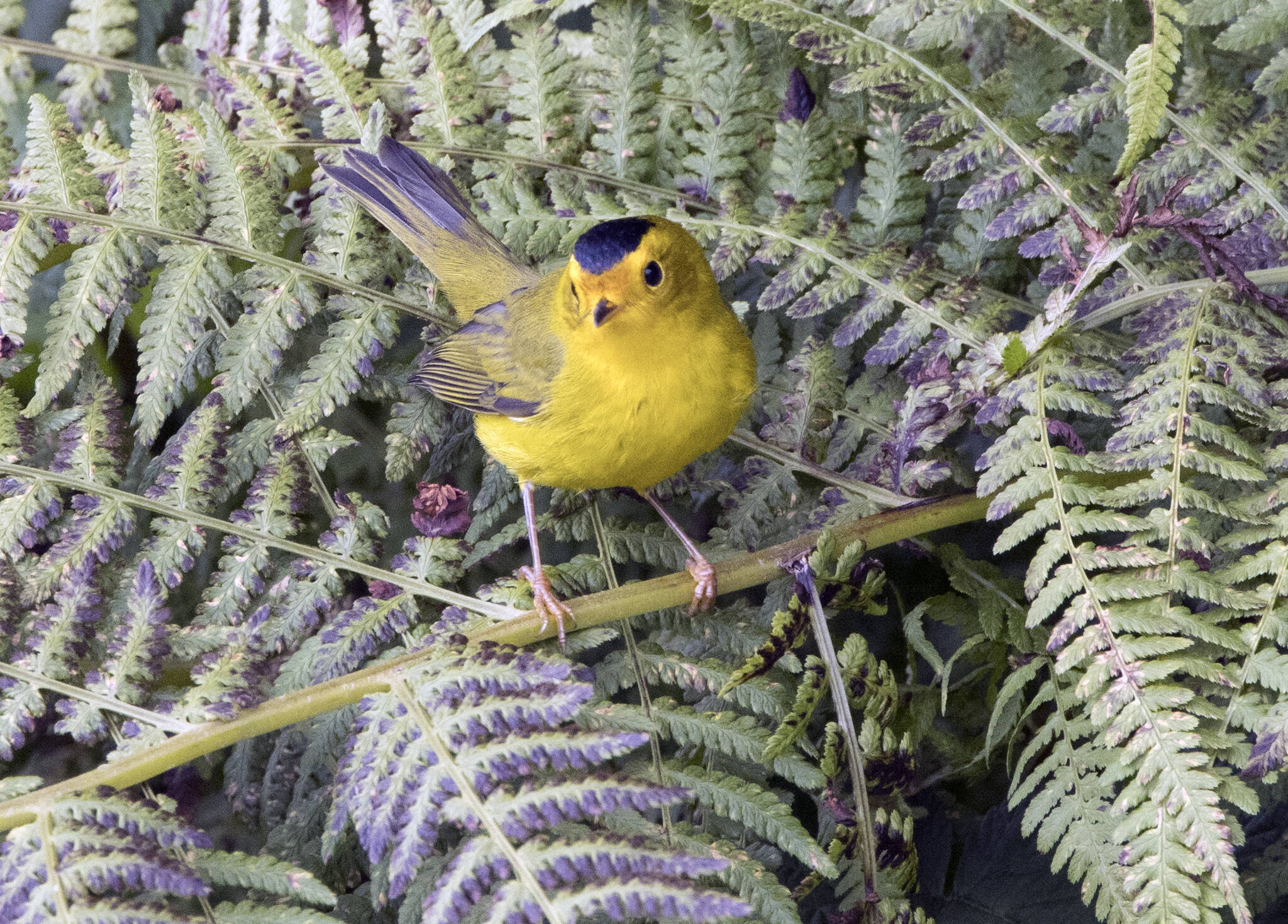 A Wilson warbler on a garden fern at about 16-Mile Glacier Highway on Aug. 17. (Courtesy Photo / Kenneth Gill, gillfoto)