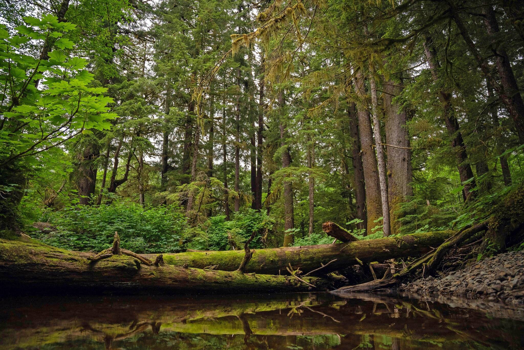 Fallen trees covered with moss are seen in the Shorty Creek area of the Tongass National Forest on Aug. 16. (Photo courtesy of the U.S. Forest Service)
