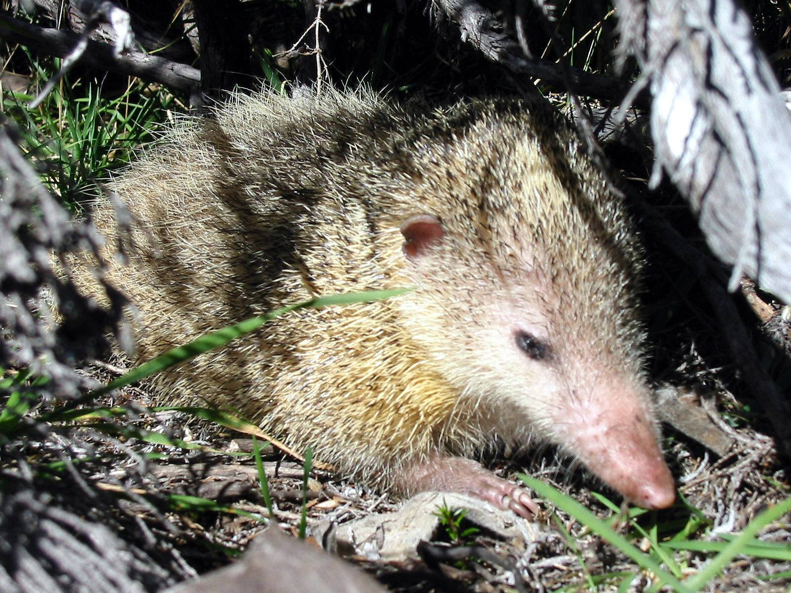 A tailless tenrec, one of many variations of the small spiny mammal. (Public domain photo via CC BY-SA 3.0)