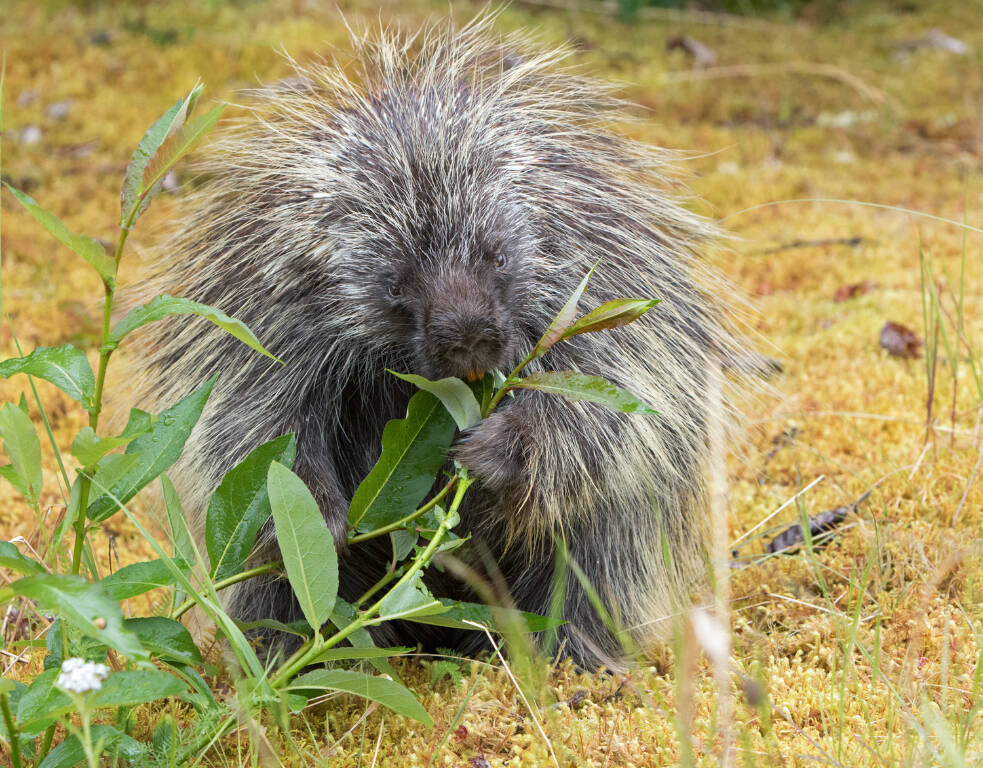 A calm porcupine eating lunch and not displaying its quills. (Photo by Jos Bakker)