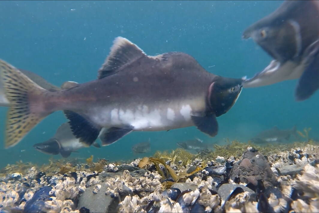 A male pink salmon with its characteristic hump, earning its alternative name of humpie. (Photo by Bob Armstrong)