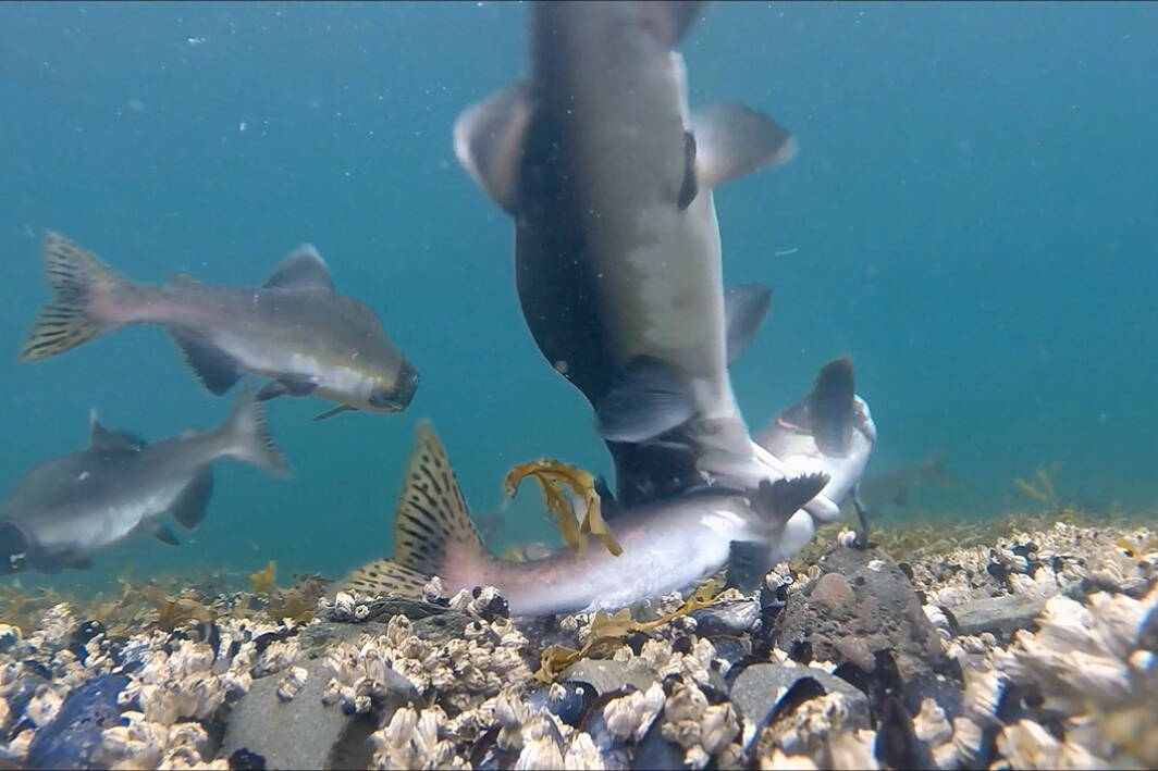 A male pink salmon attacks another male with a full-body bite, driving the victim to the bottom of the stream.(Photo by Bob Armstrong)