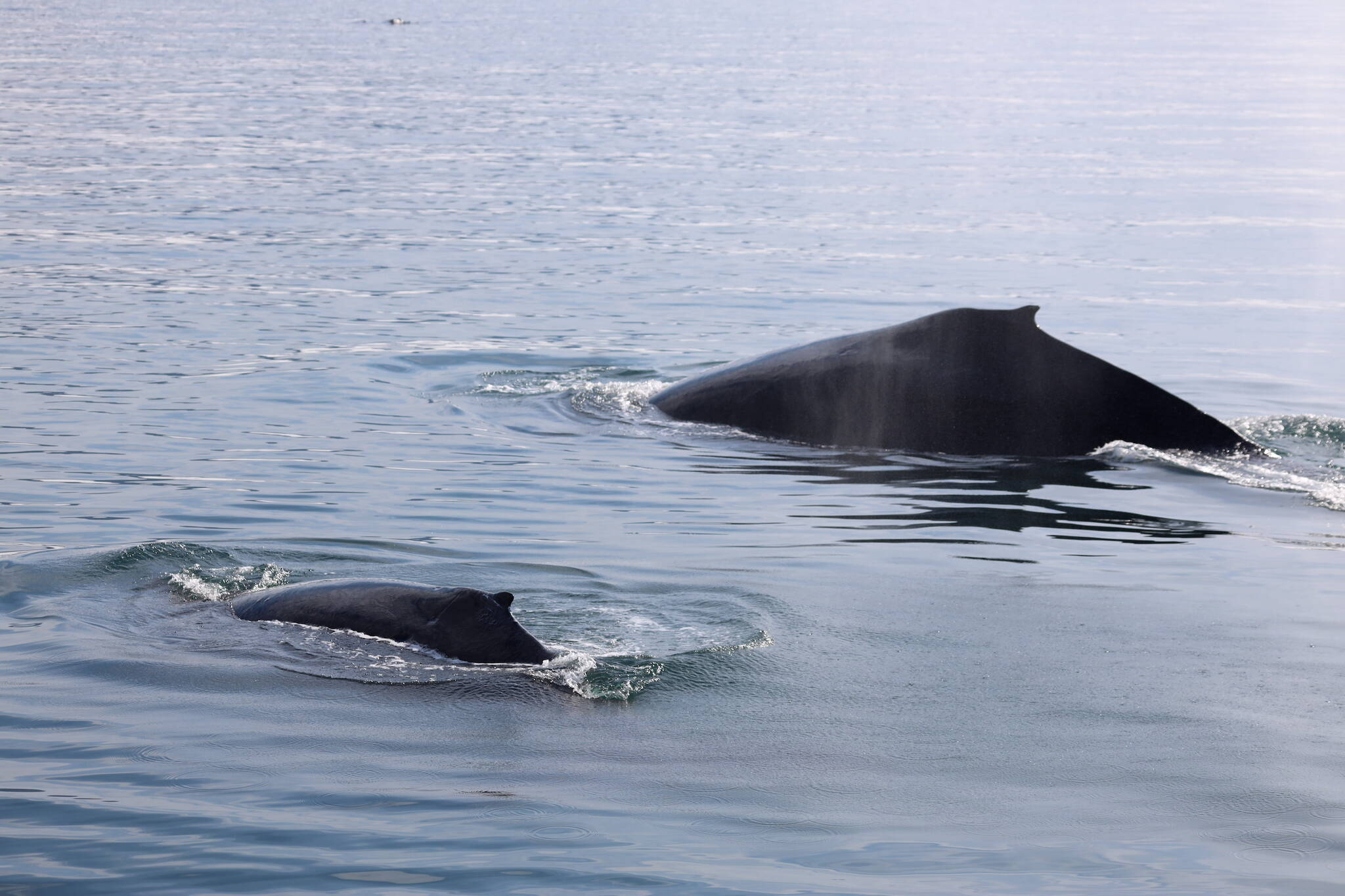 A whale and a calf surface in Juneau waters in early September. (Clarise Larson / Juneau Empire)
