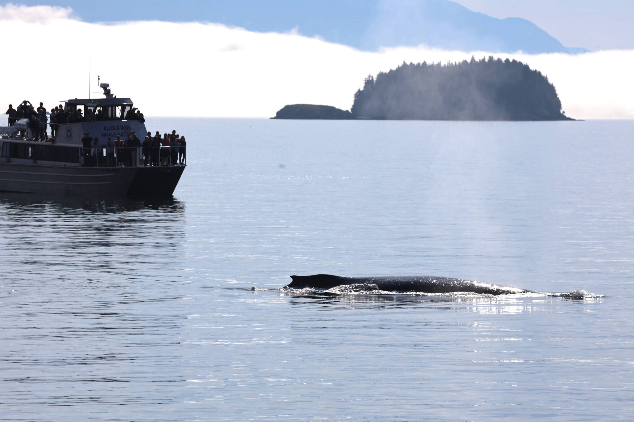 A whale surfaces near an Alaska Tales Whale Watching boat in early September. (Clarise Larson / Juneau Empire)