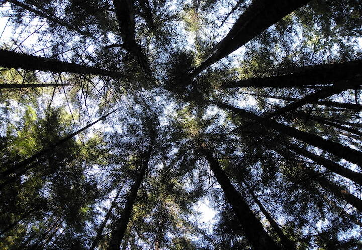Sun shines through the canopy in the Tongass National Forest. (Photo by Brian Logan/U.S. Forest Service)