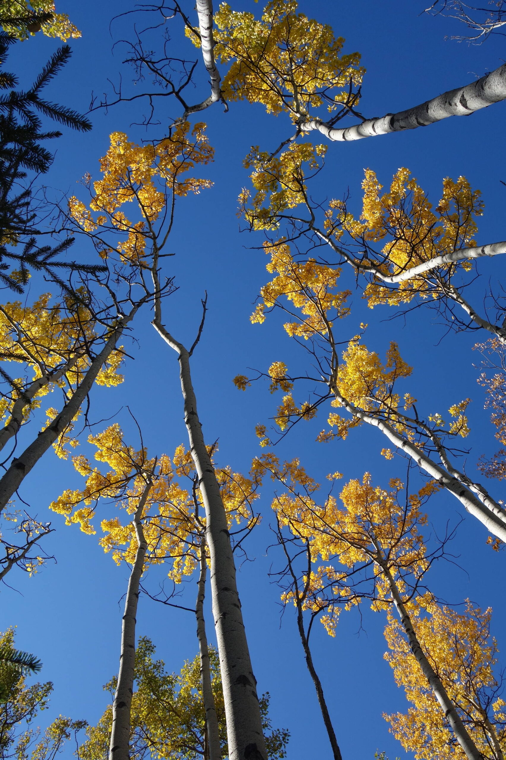 Native aspen trees show their colors on the UAF campus during a recent September. (Photo by Ned Rozell)