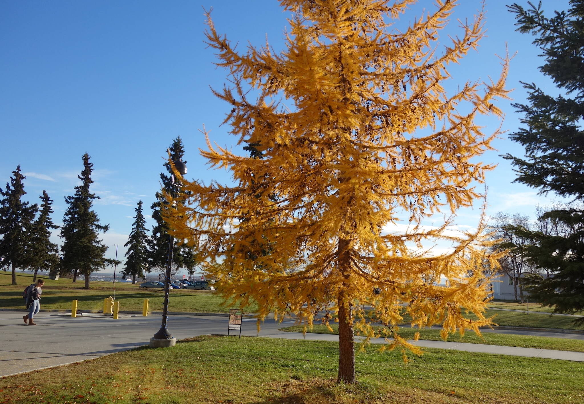 A Siberian larch on the University of Alaska Fairbanks campus beams on Oct. 18, 2018, long after most other deciduous trees have dropped their leaves. (Photo by Ned Rozell)
