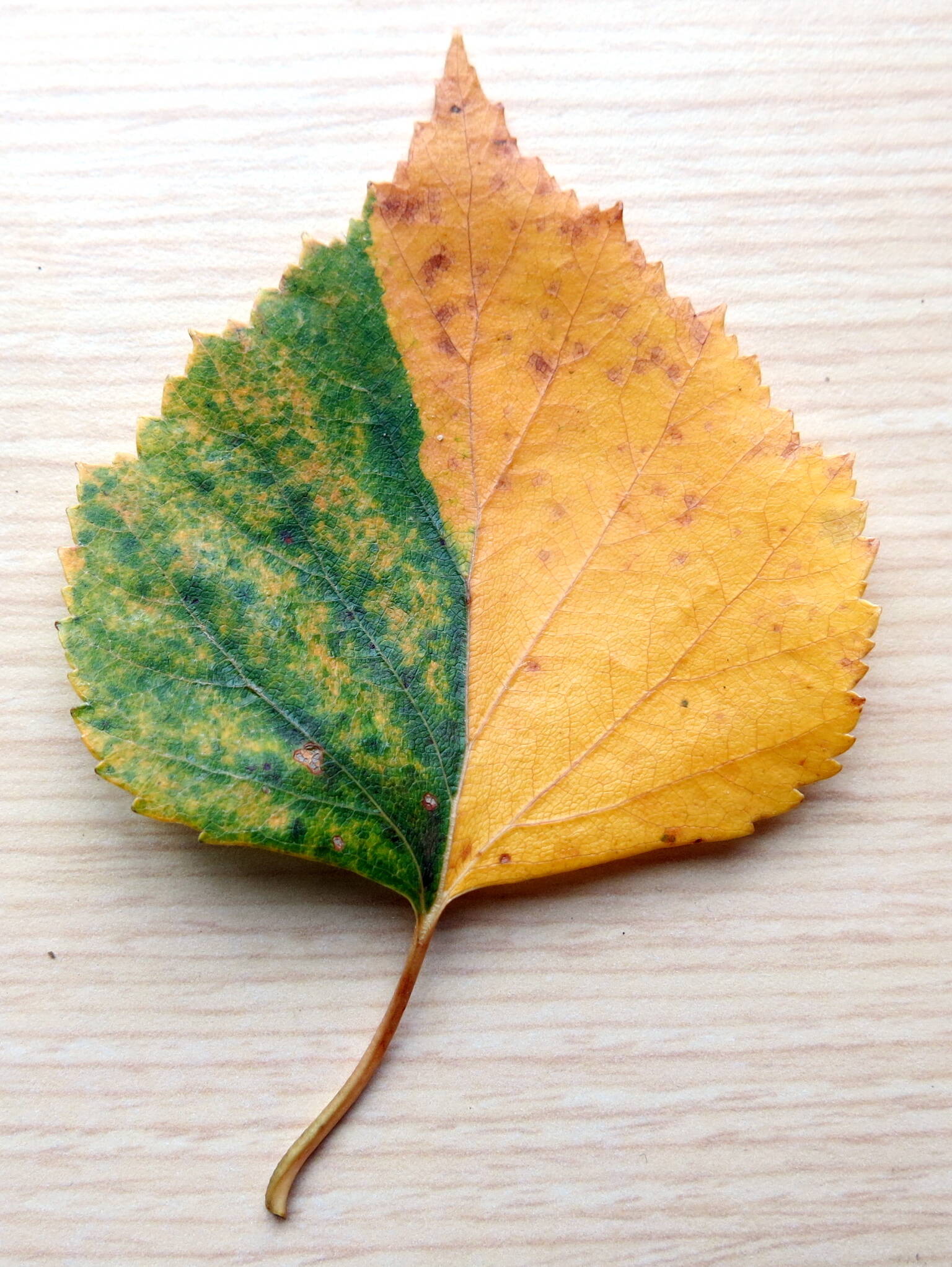A birch leaf from the UAF campus shows a unique pattern of senescence, where the parent tree stopped flooding the leaves with chlorophyll. (Photo by Ned Rozell)