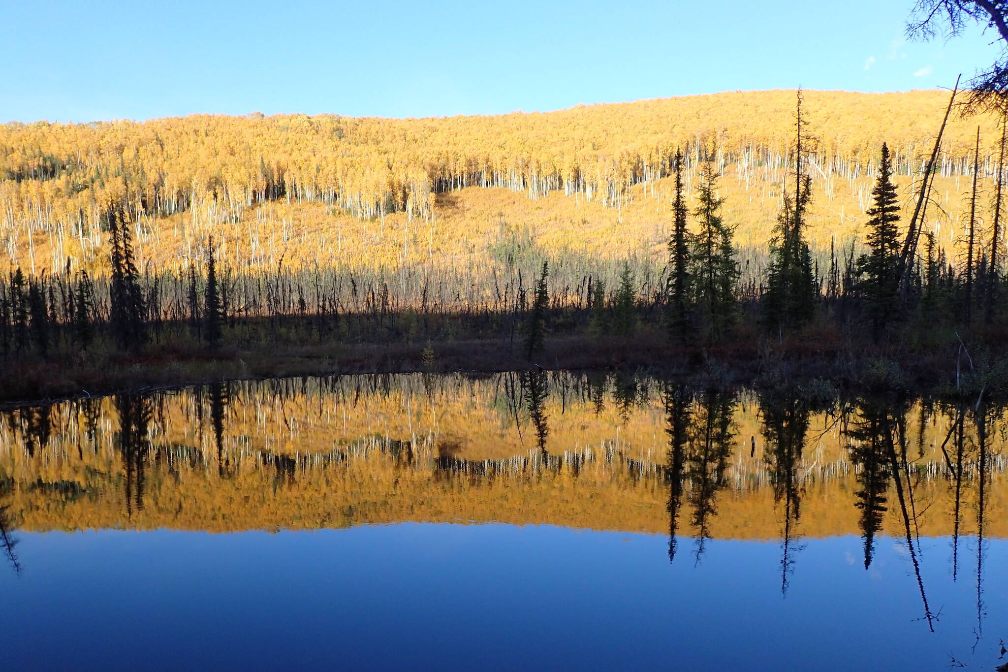 Birch and aspen glow orange in September in the Chena River State Recreation Area east of Fairbanks. (Photo by Ned Rozell)