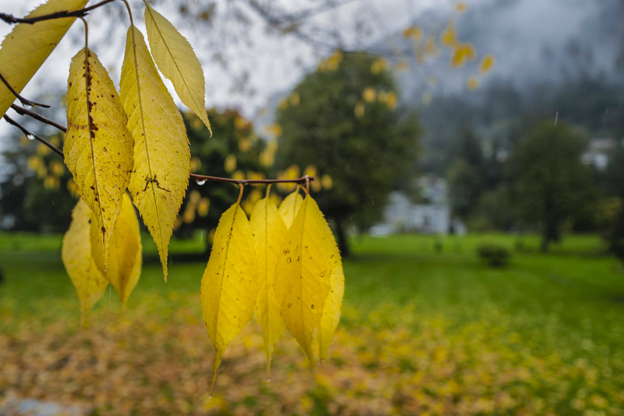 A change in season is marked by tree leaves turning color at Evergreen Cemetery in late September of 2019. (Michael Penn / Juneau Empire File)
